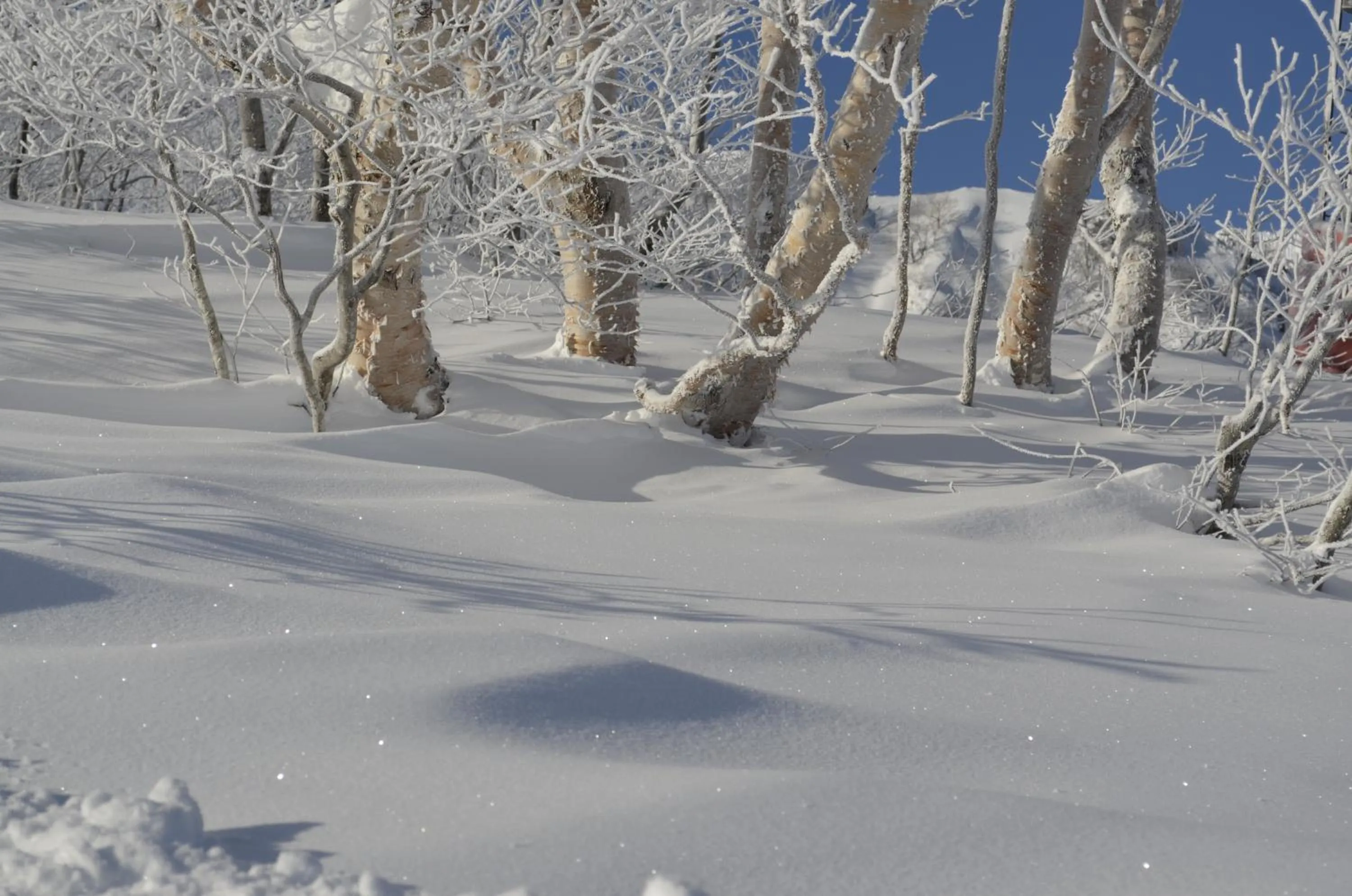 Skiing in Santana Lodge Hakuba