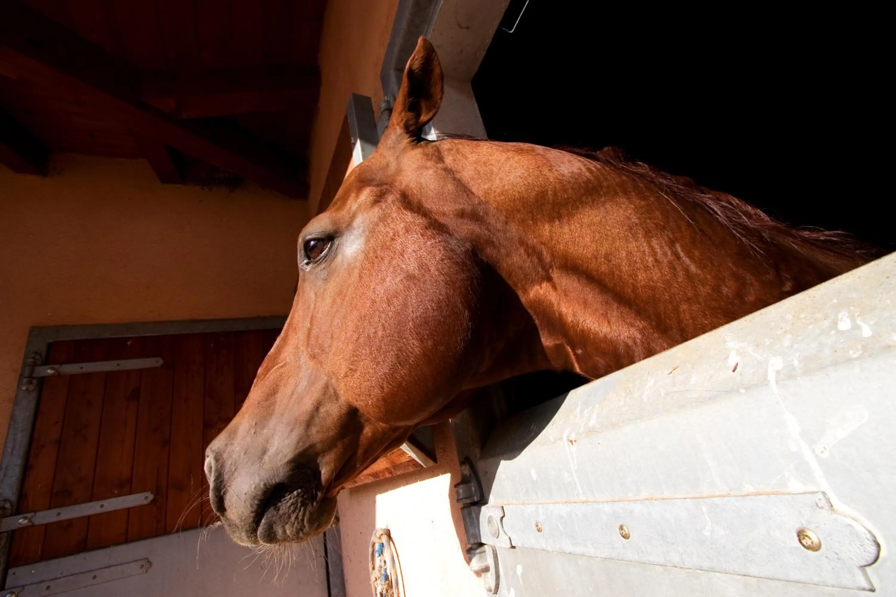 Decorative detail in Fiori e Frutti Hotel Agriresort Venezia Mestre
