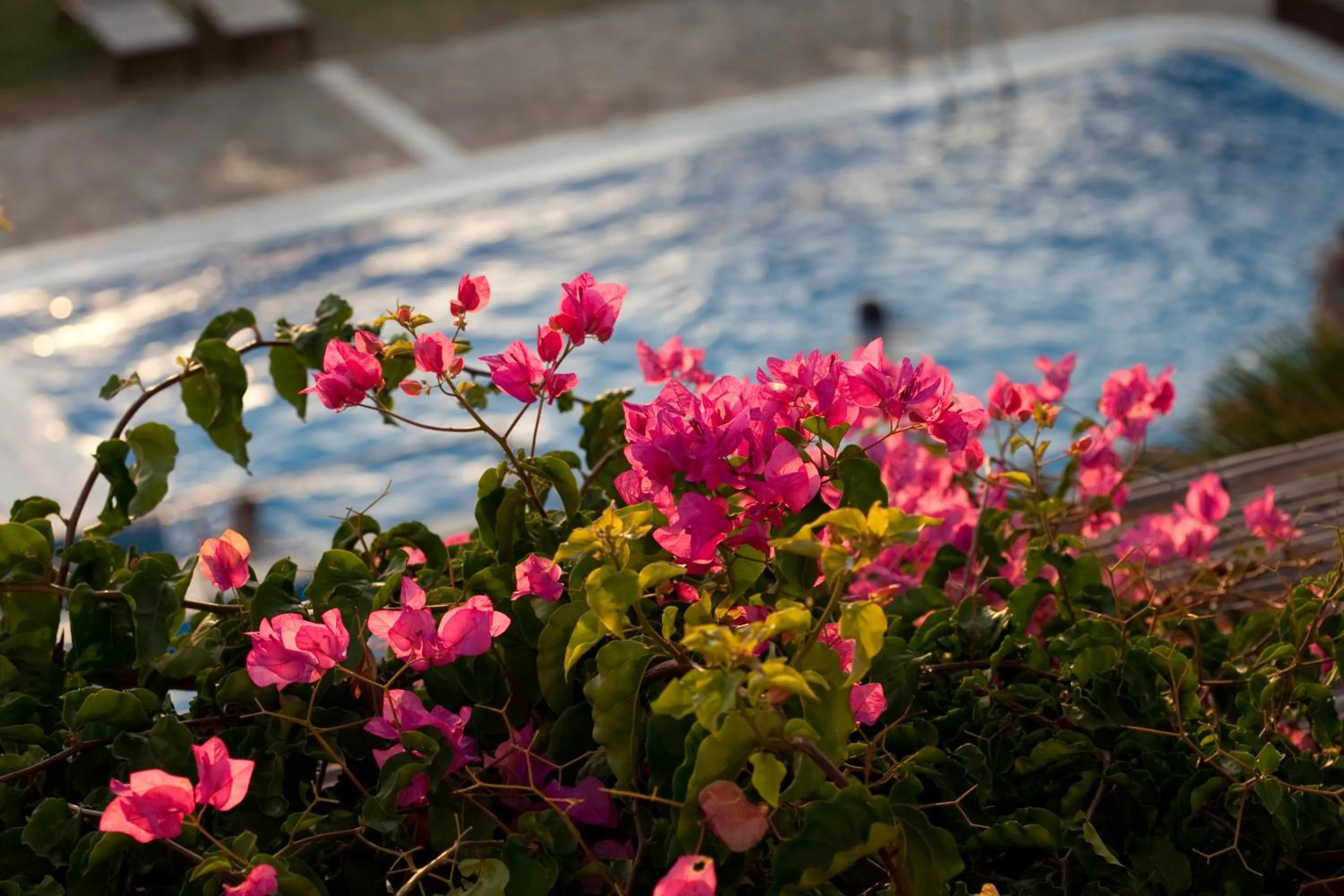 Garden in Antonina Hotel