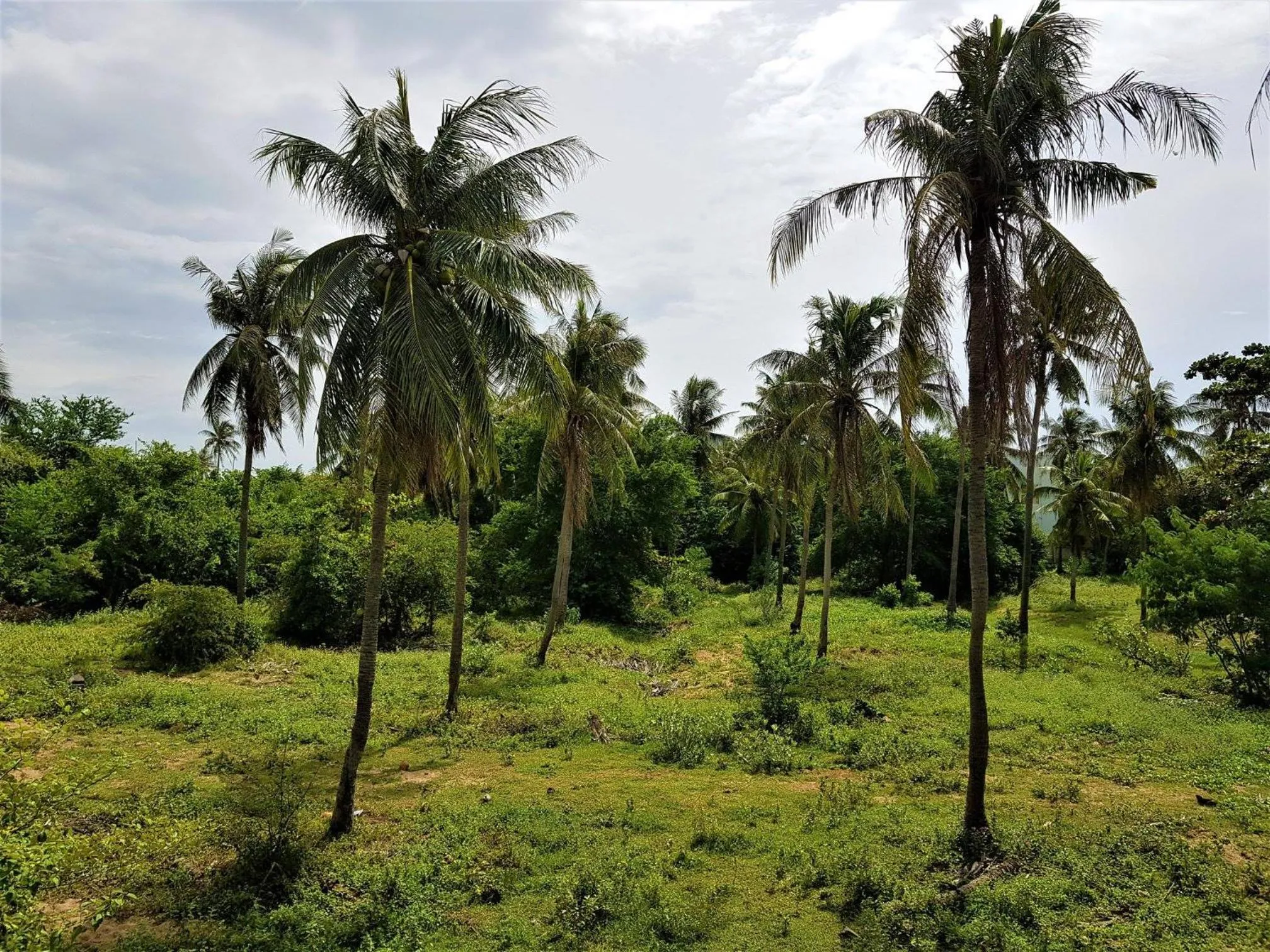 Natural landscape in Sea Smile Resort