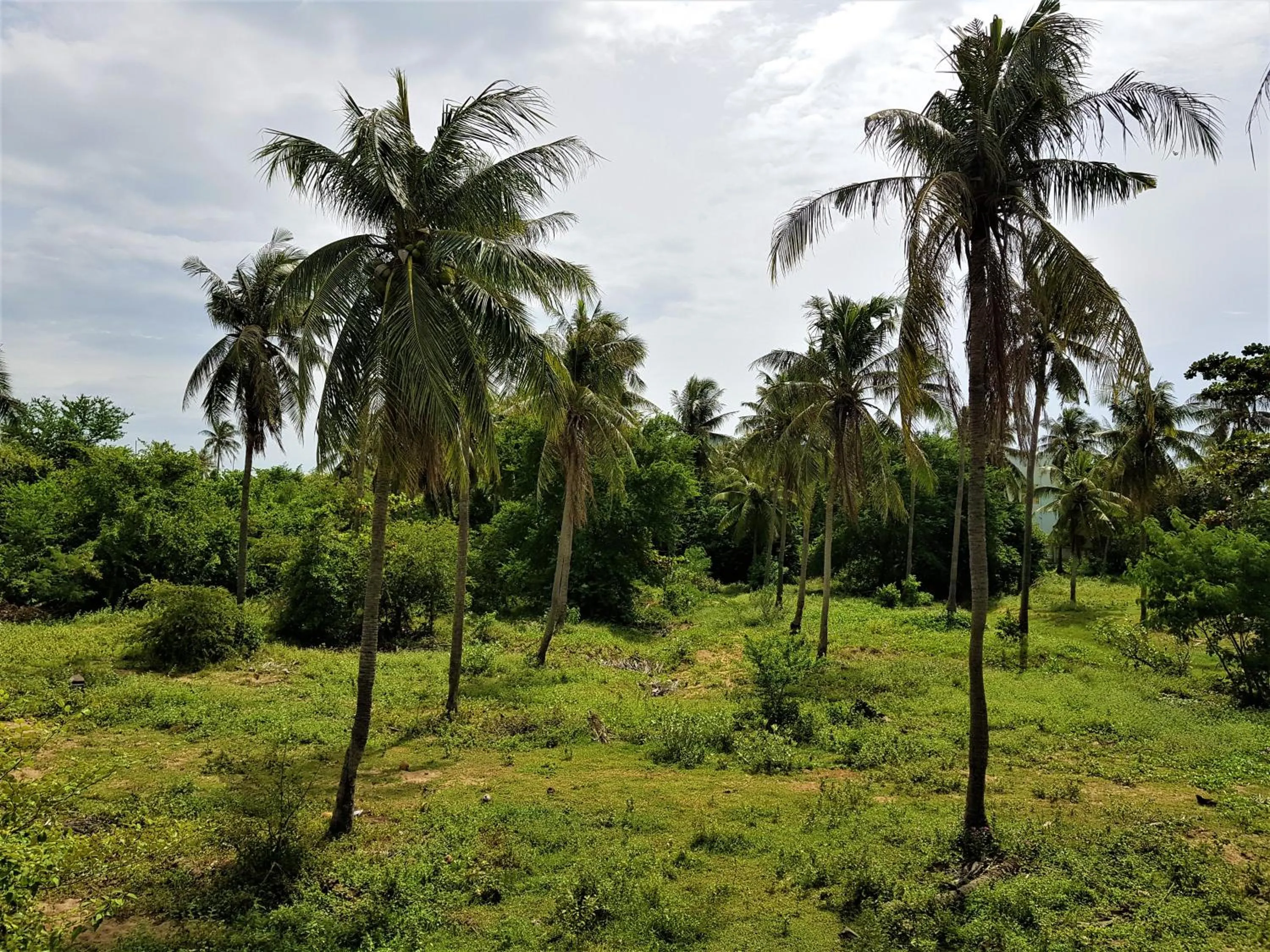 View (from property/room) in Sea Smile Resort