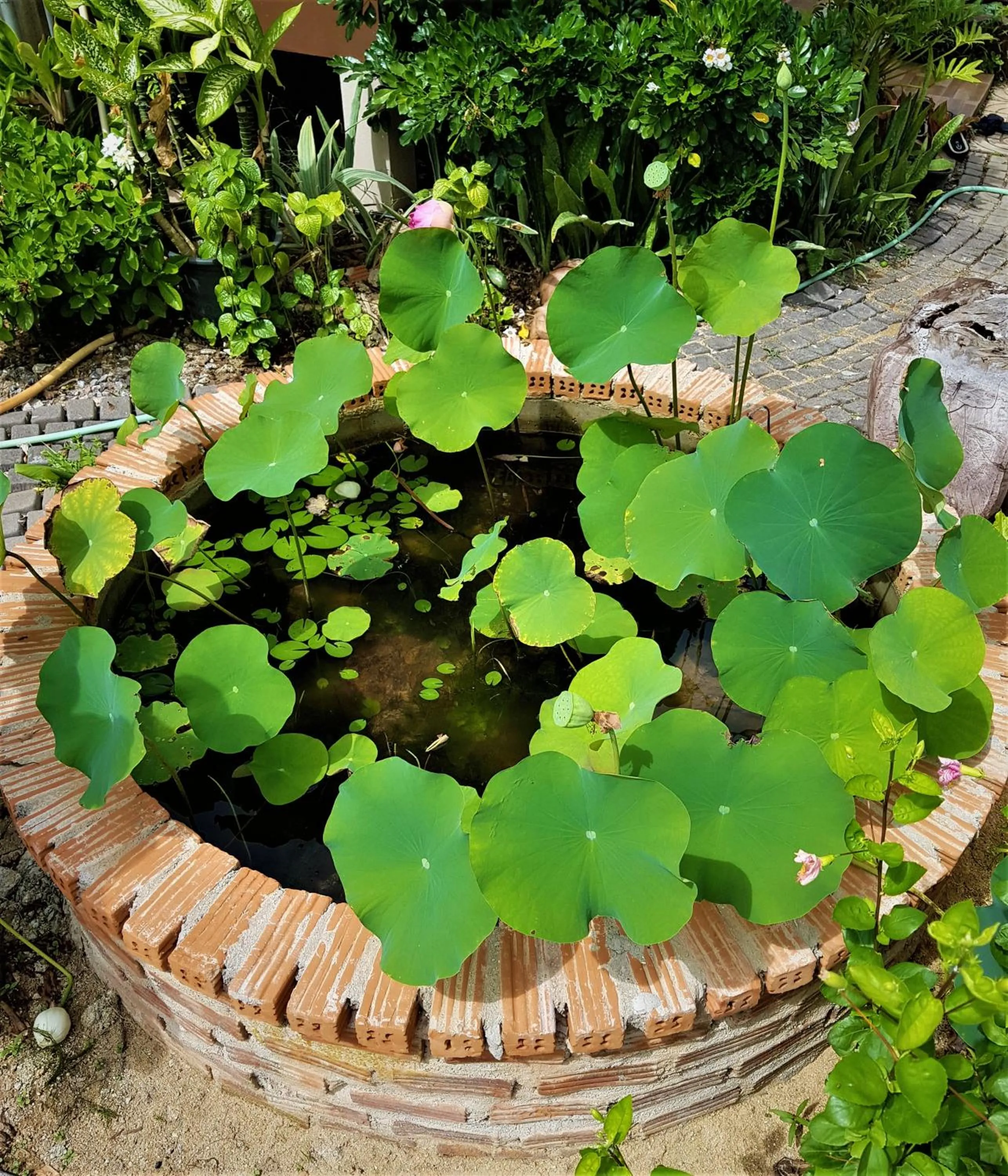 Garden in Sea Smile Resort