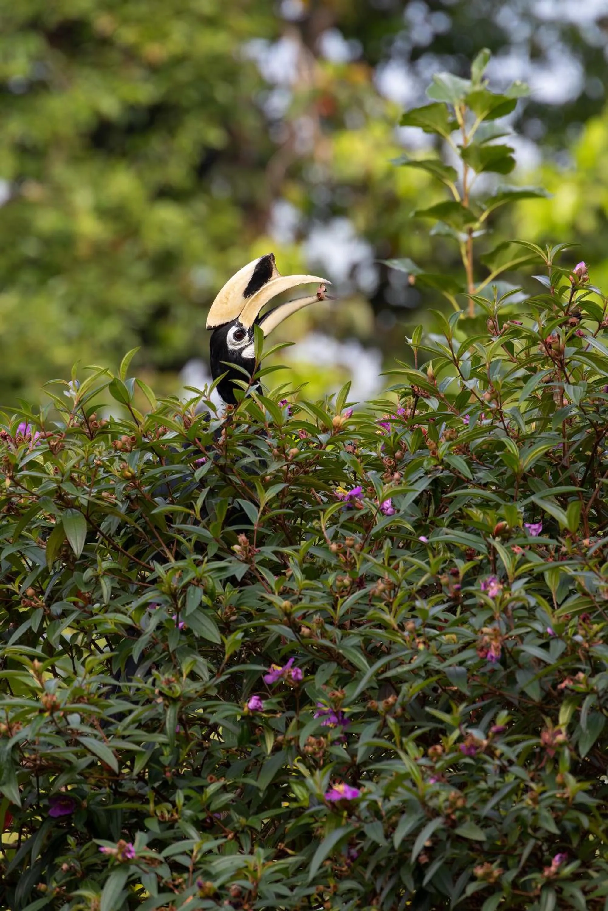 Day in Phayamas Private Beach Resort and Island Brew - Adults Only