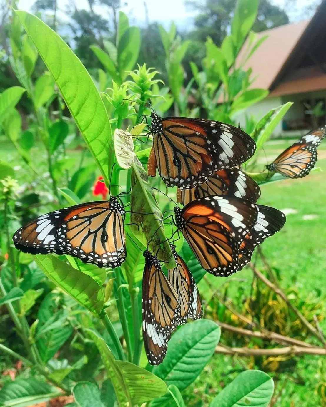 Garden in Phayamas Private Beach Resort and Island Brew - Adults Only