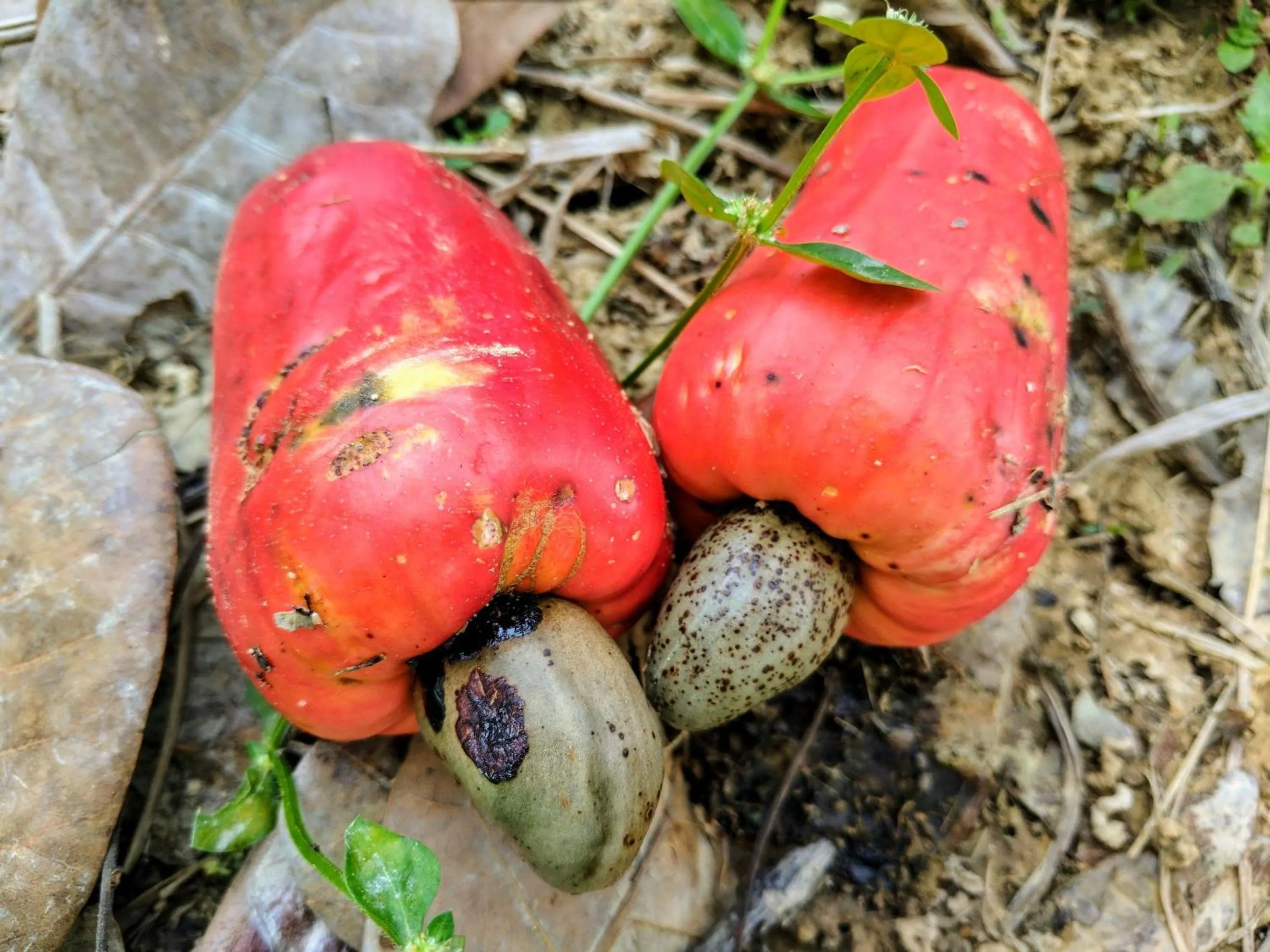 Other in Phayamas Private Beach Resort and Island Brew - Adults Only