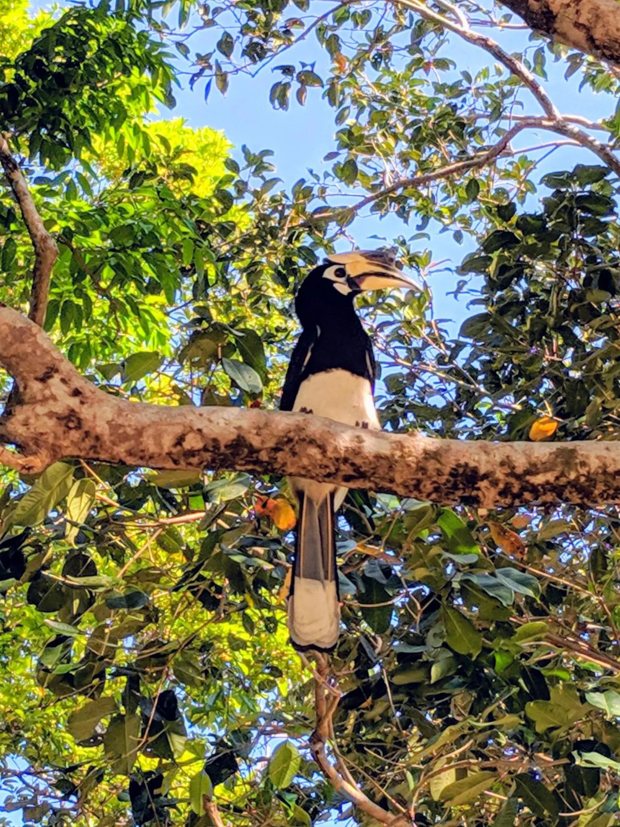 Day in Phayamas Private Beach Resort and Island Brew - Adults Only