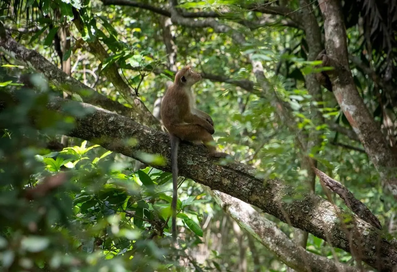 Animals in Polwaththa Eco Lodges