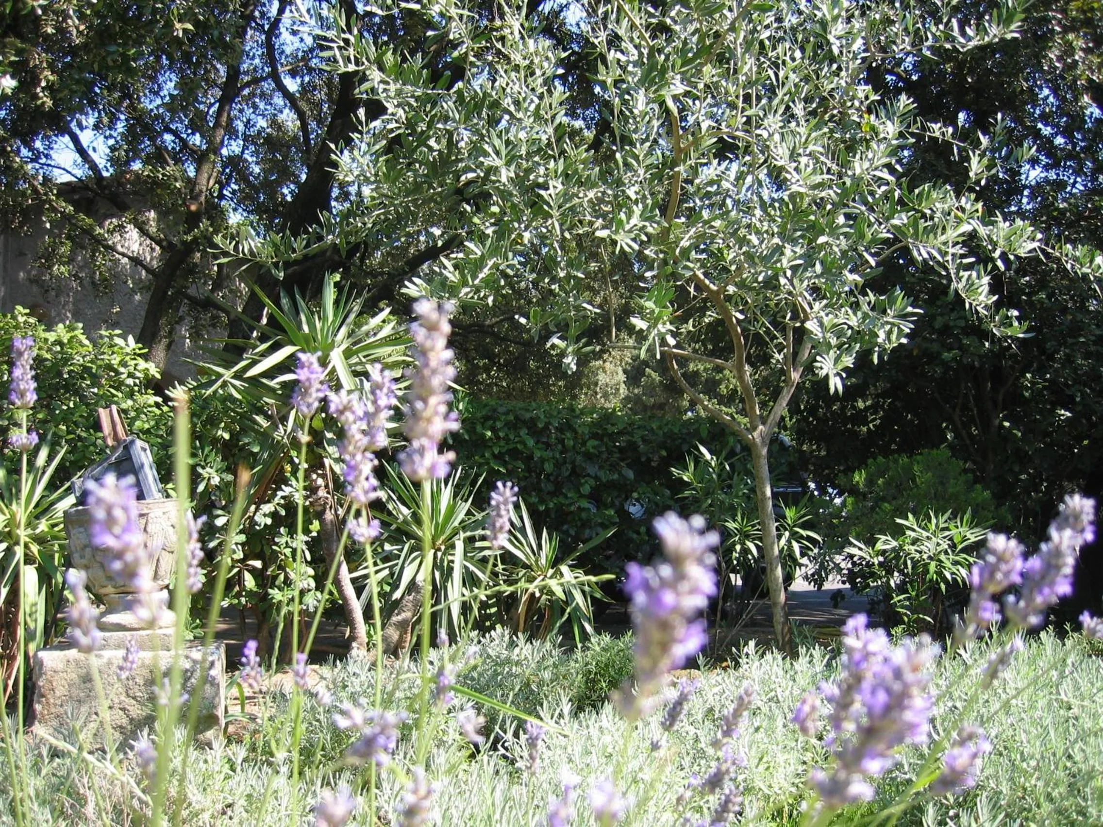 Garden in Le Petit Manoir Hotel Provence