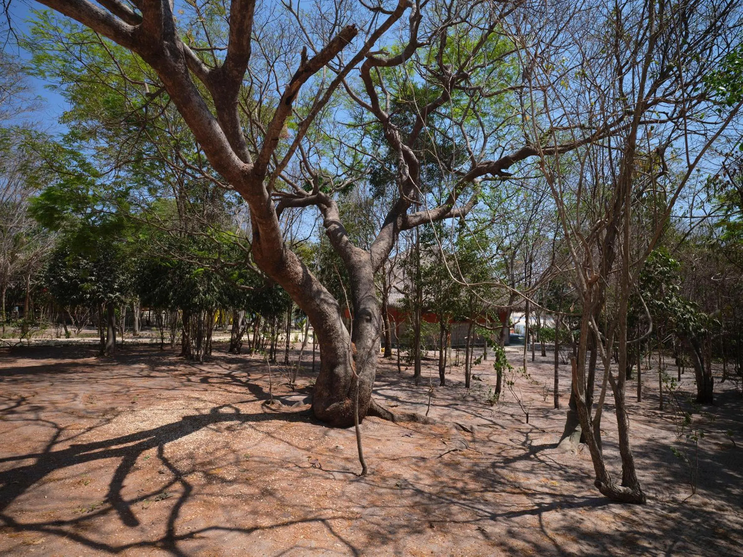Natural landscape in Antsanitia Resort