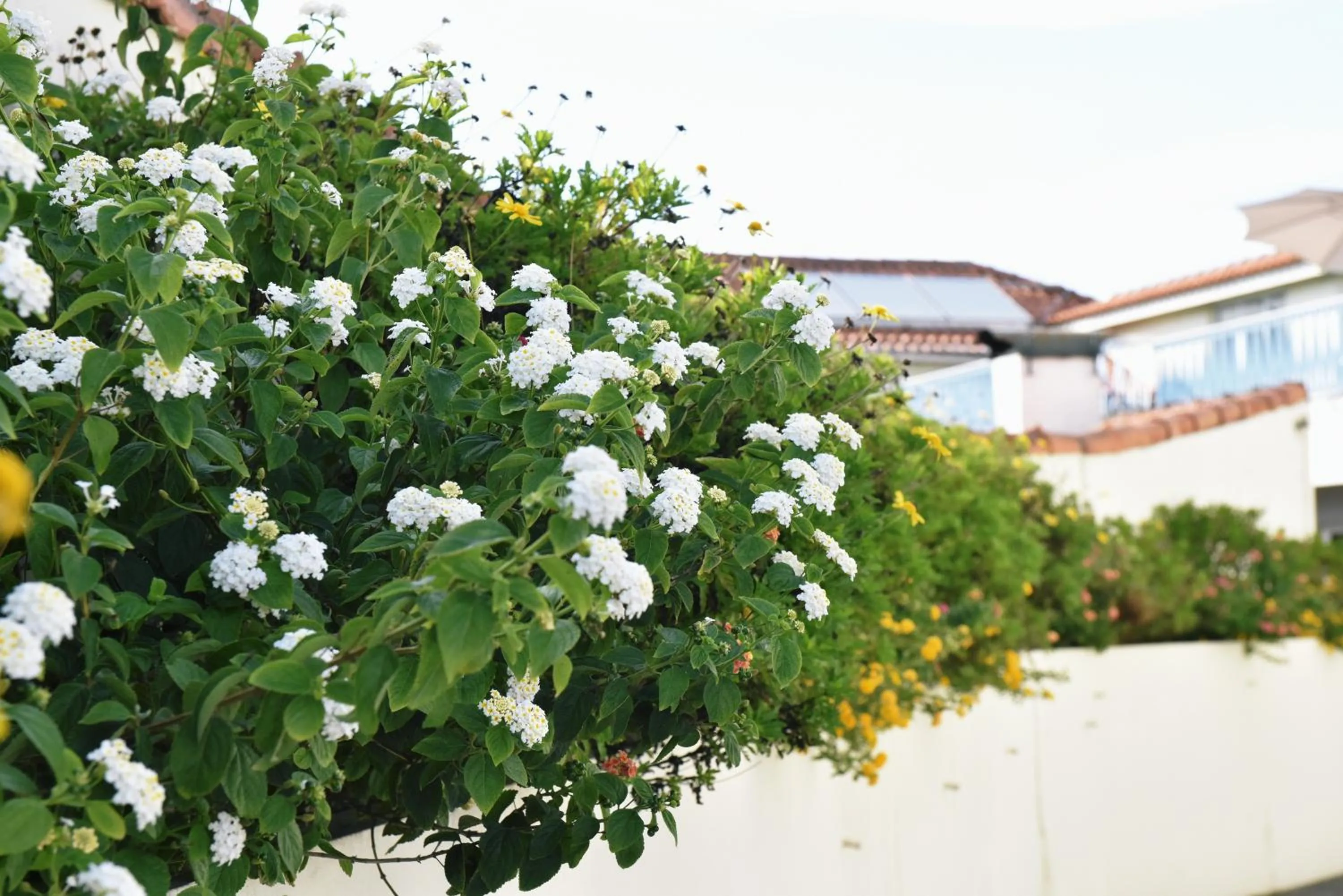 Spring in Hotel Aeroporto