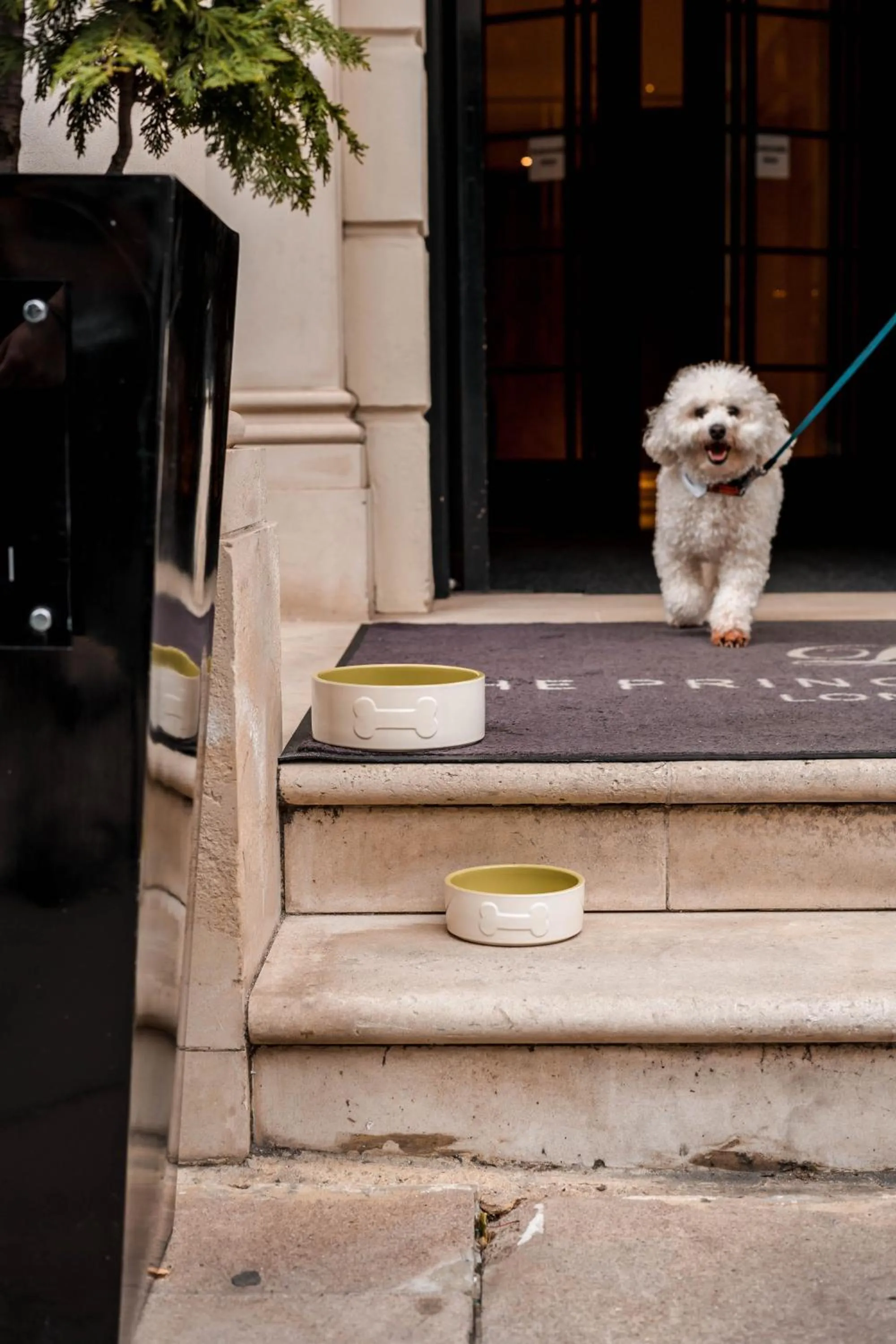 Pets in The Prince Akatoki London