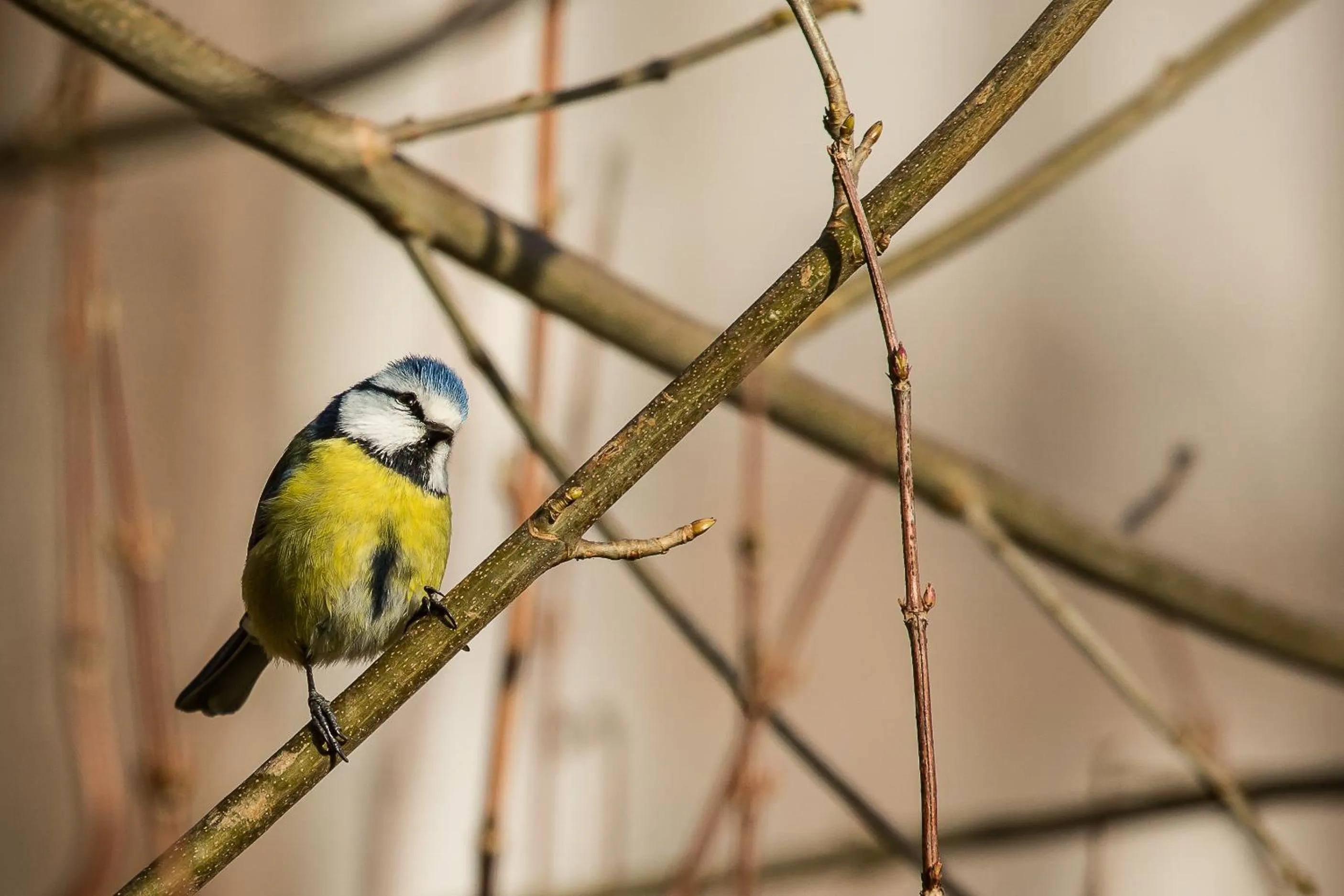 Pets in B&B Ferme de Leuze Rustieke Gîtes nabij Durbuy, eigen laadpalen