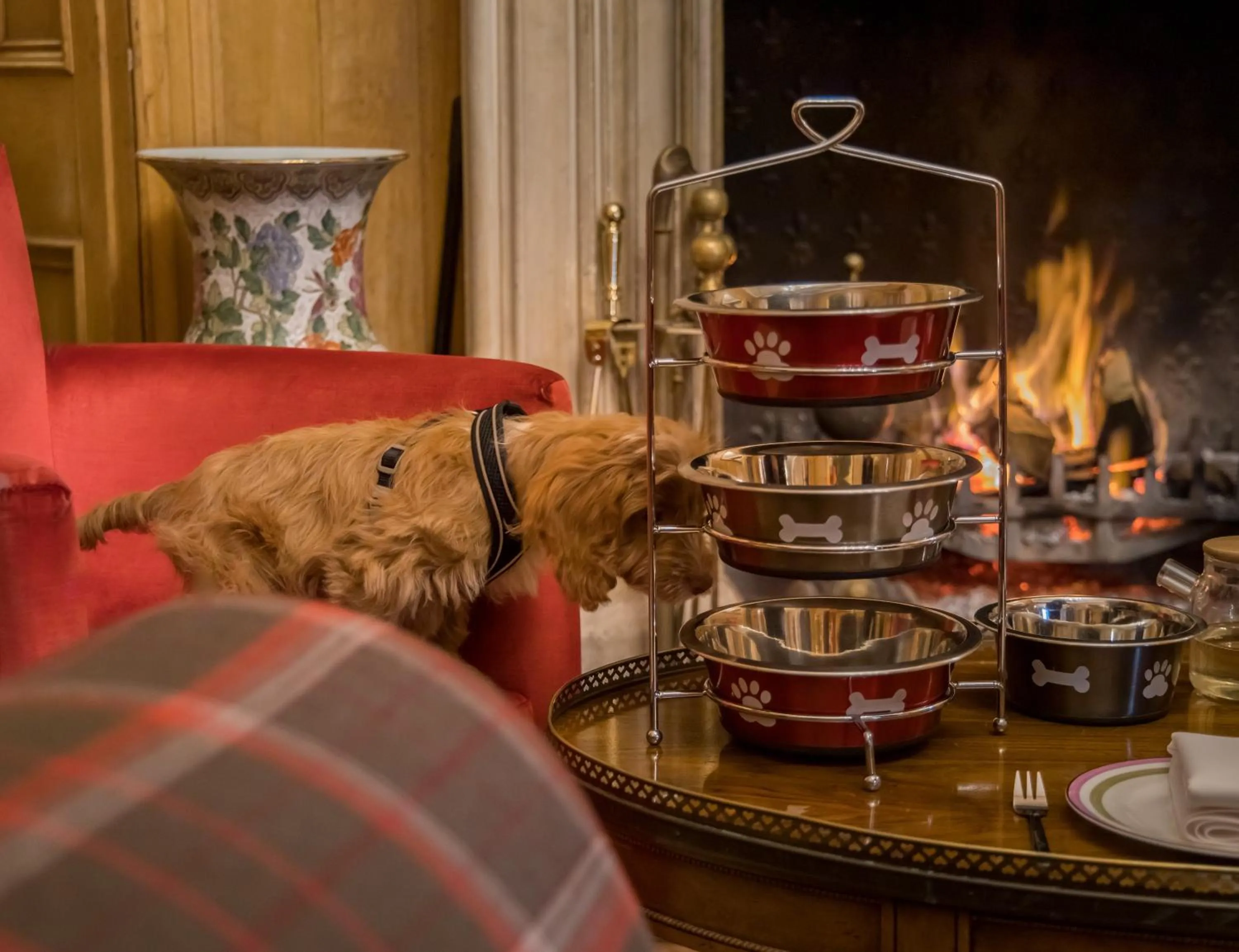 Pets in Alexander House Hotel & Utopia Spa