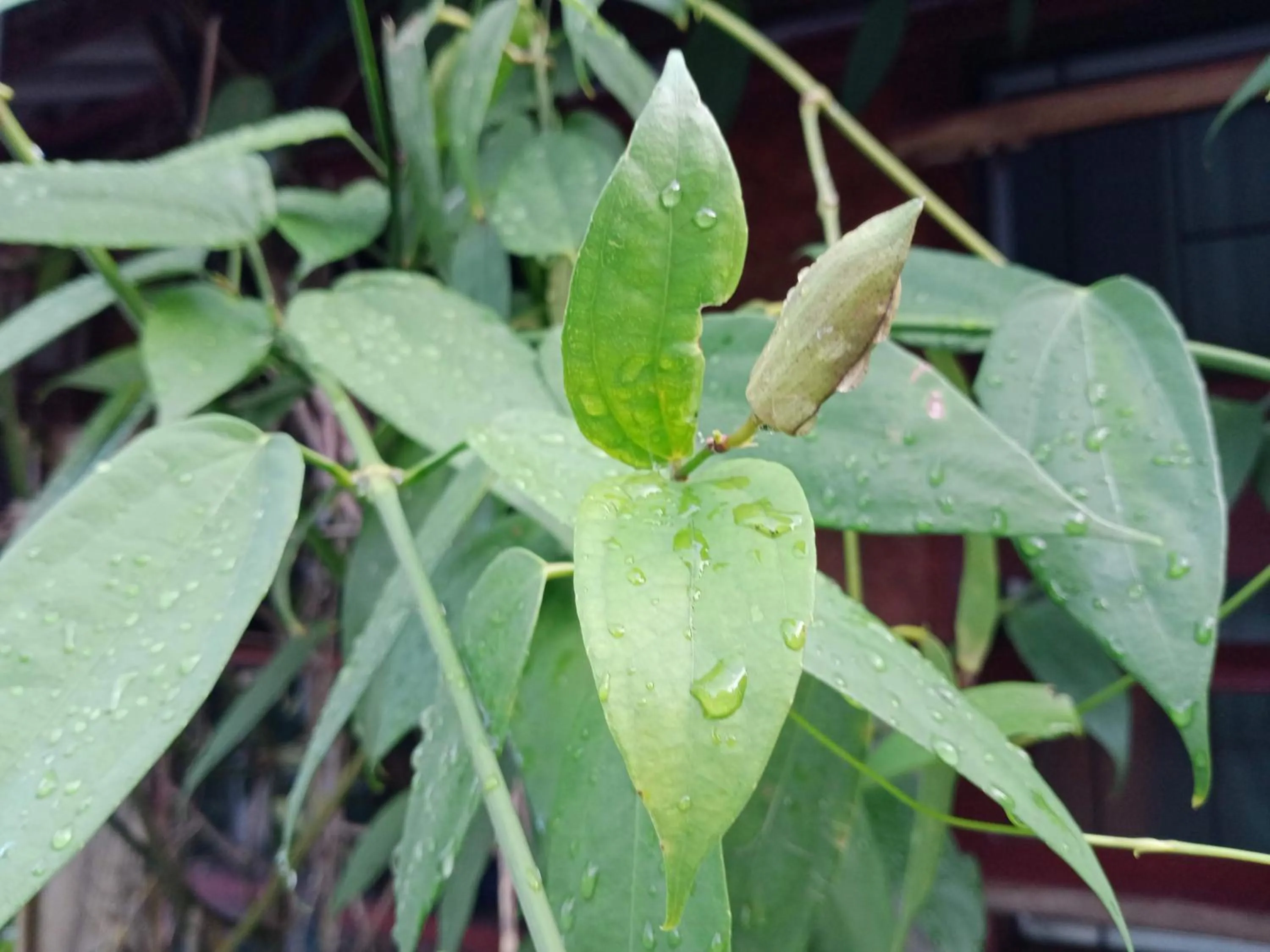 Comon Bungalow HaadChaoPhao