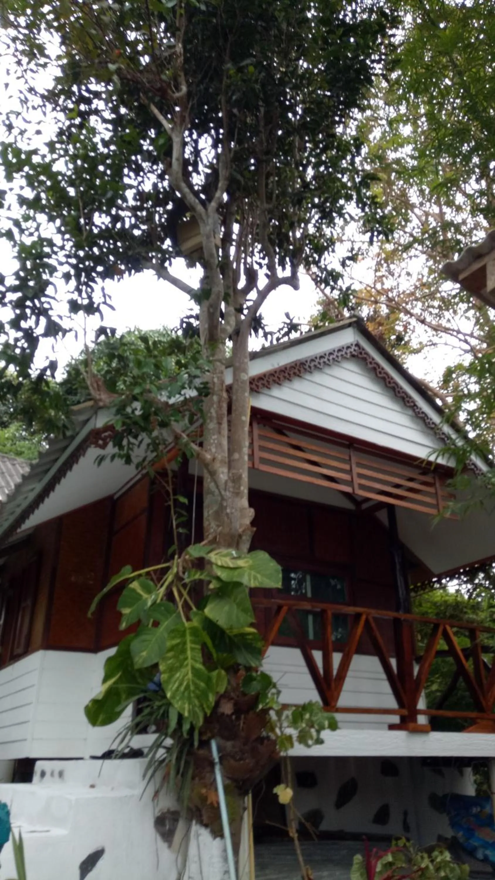 Comon Bungalow HaadChaoPhao