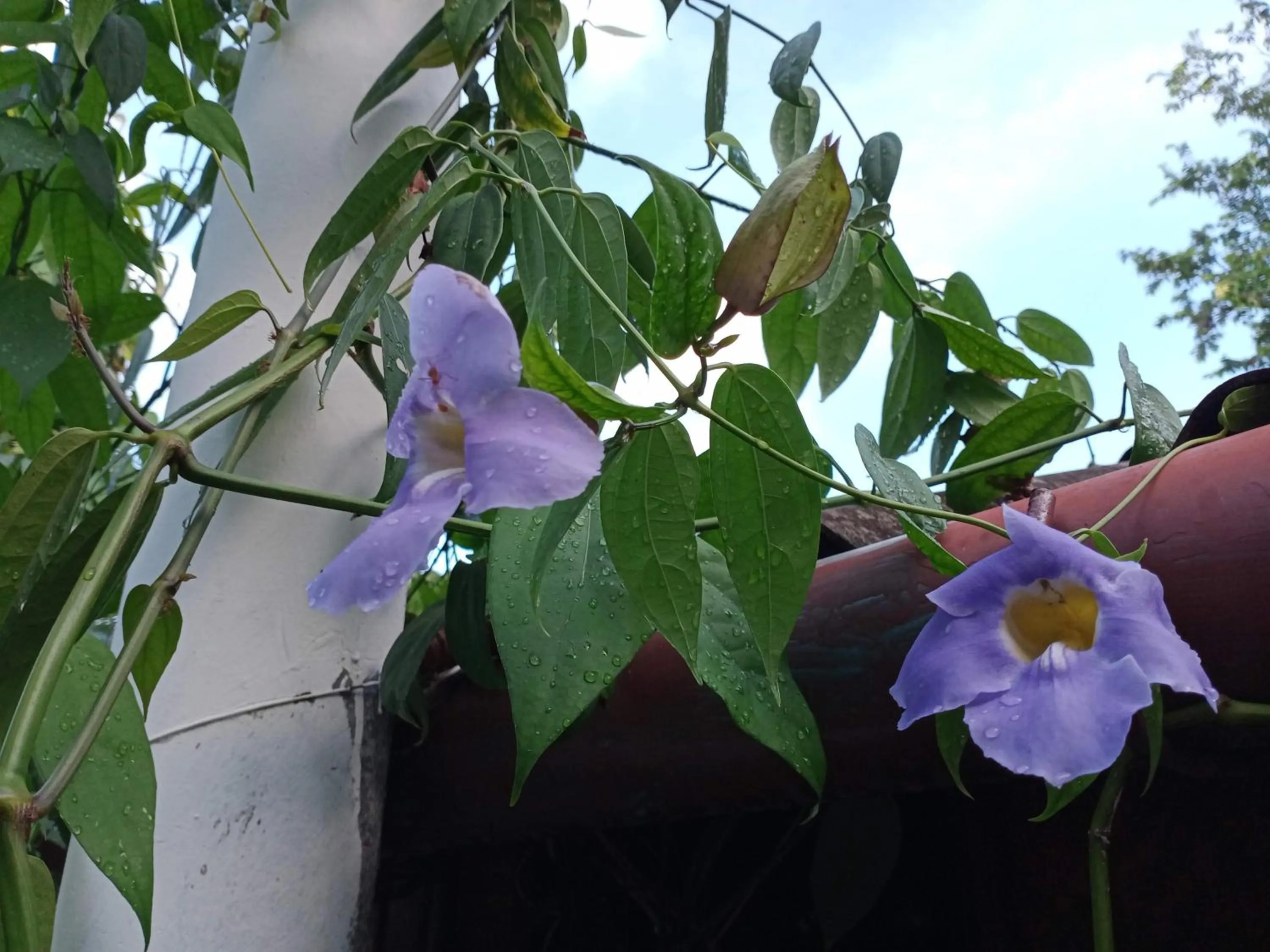 Comon Bungalow HaadChaoPhao