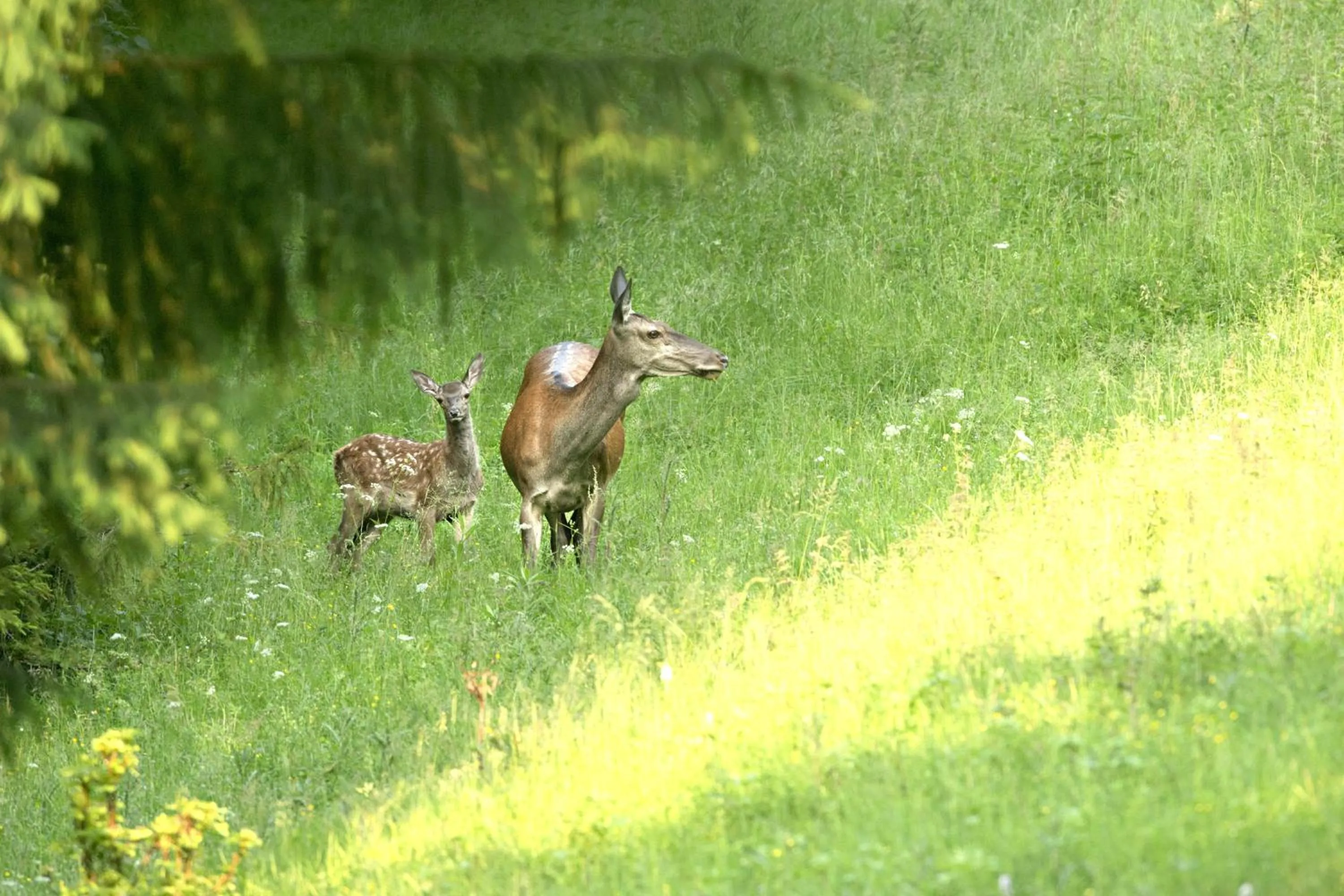Entertainment in Hotel Diana