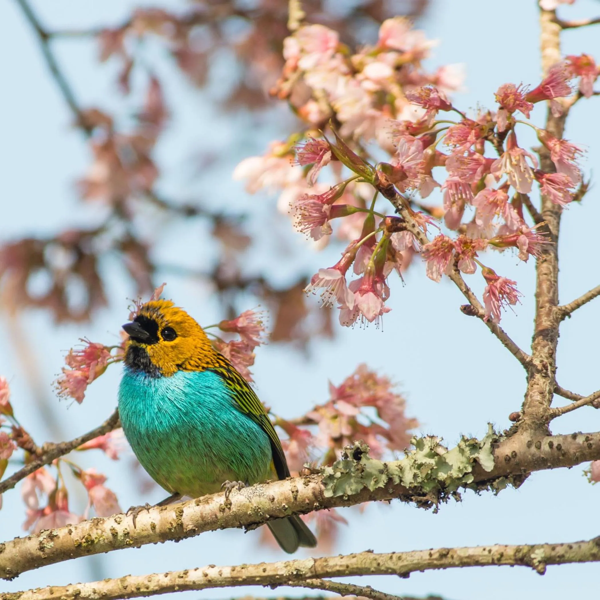 Garden in Quinta da Paz Resort