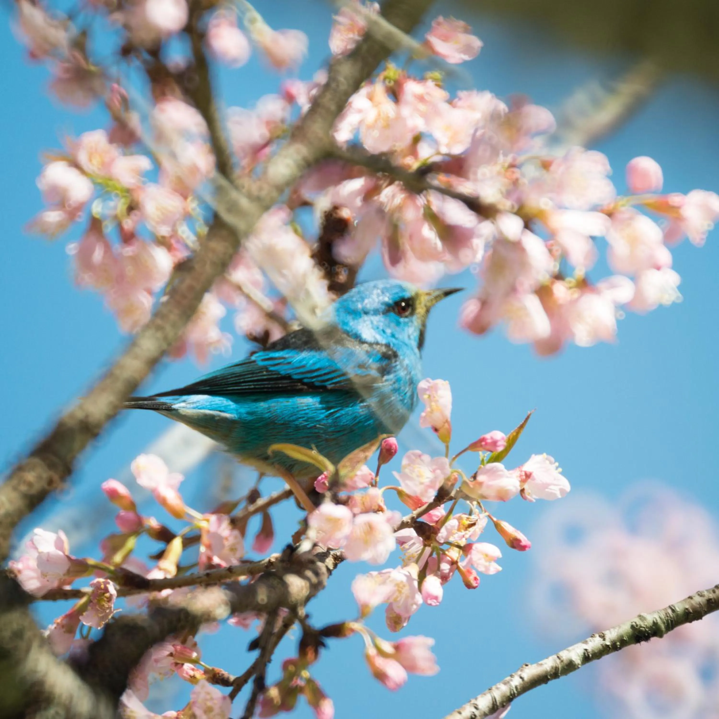 Animals in Quinta da Paz Resort