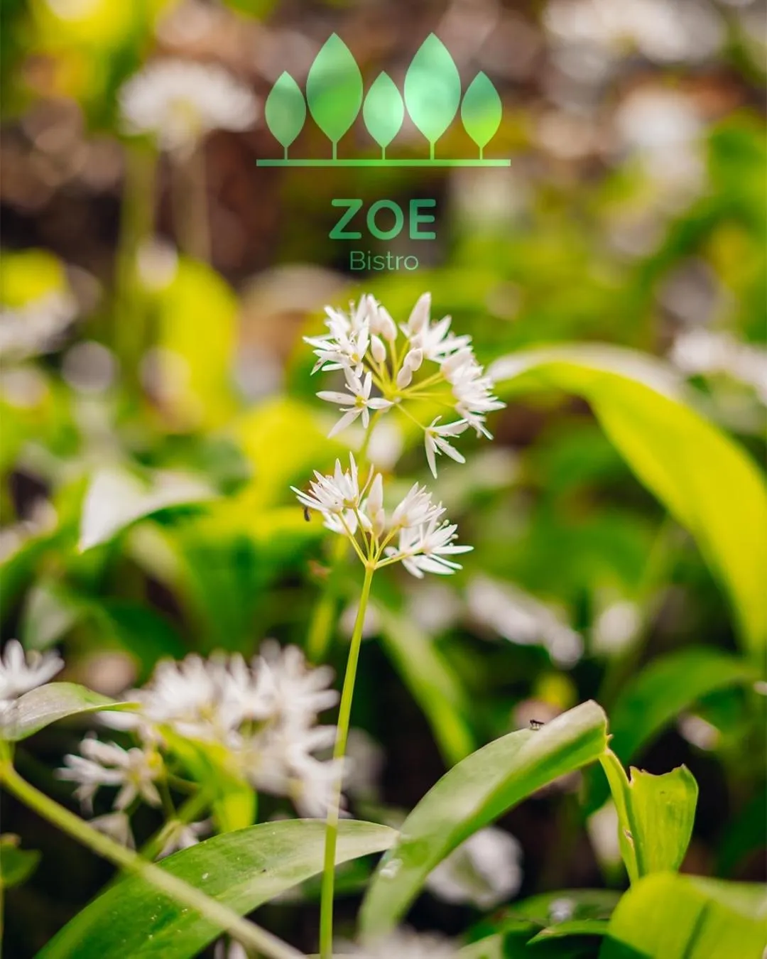 Zoe Bistro & Accommodation