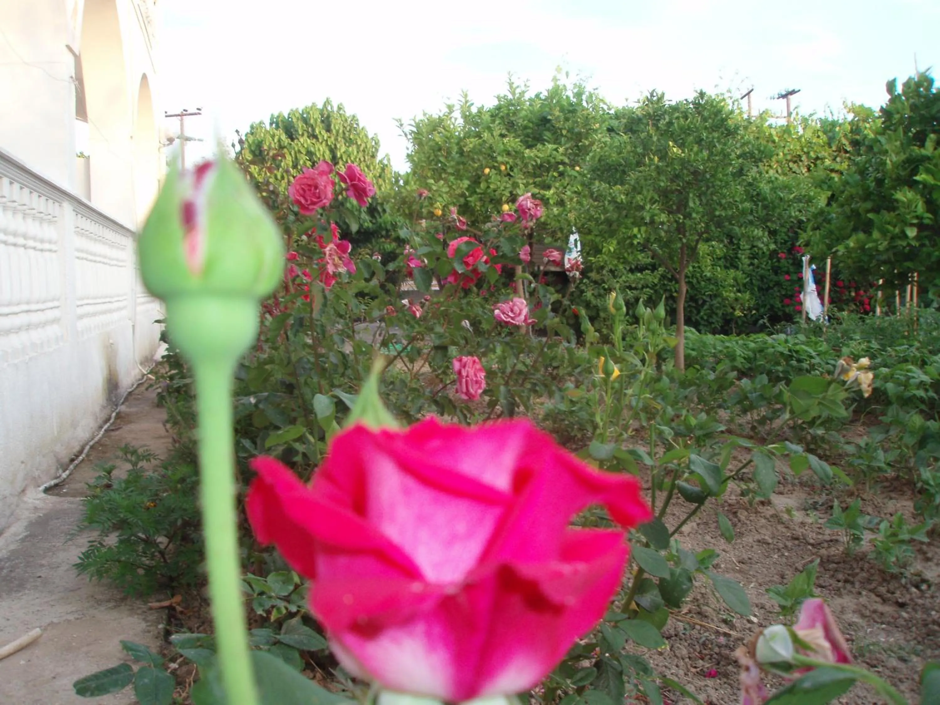 Spring in Studio Stars