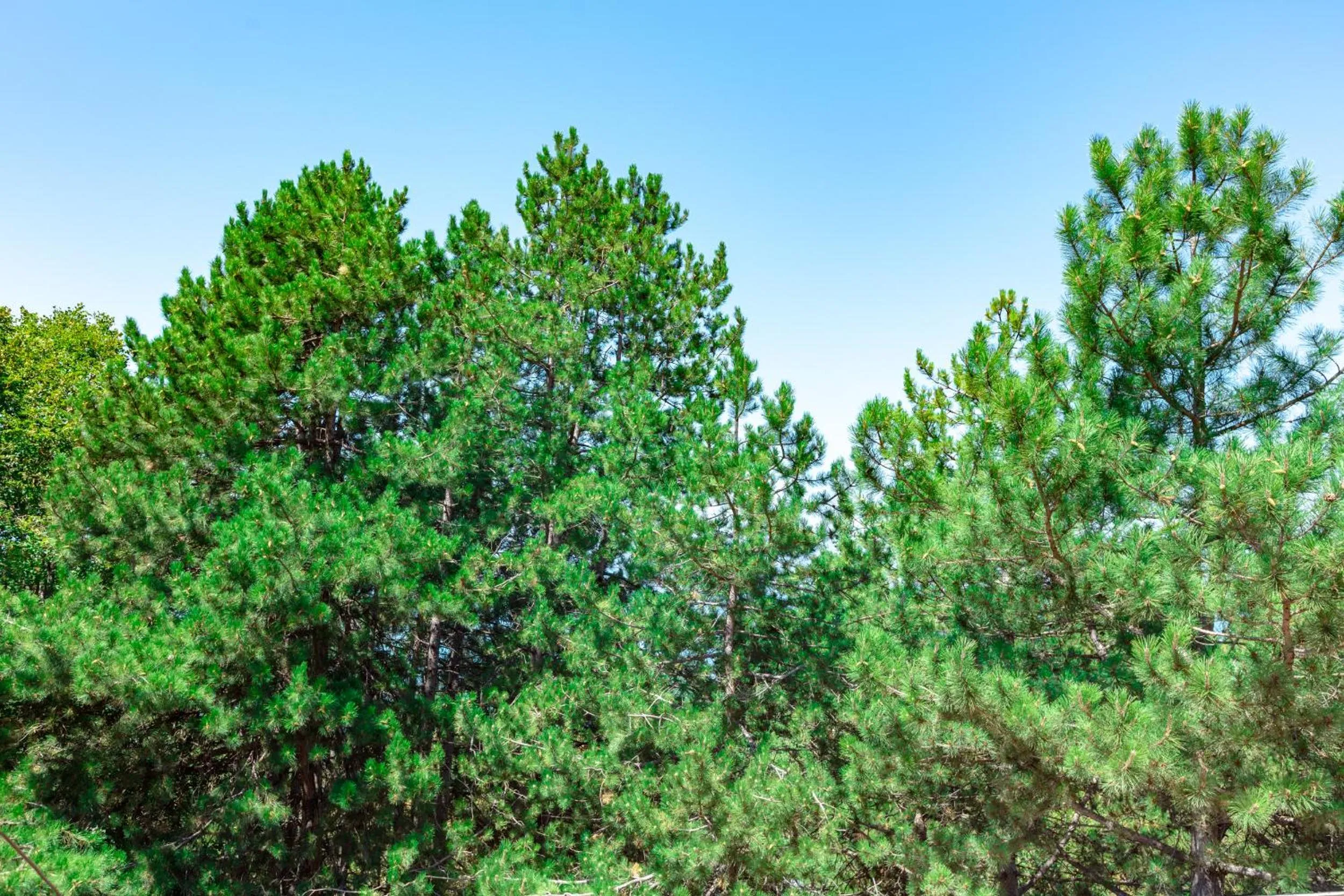 Natural landscape in Hotel Pela