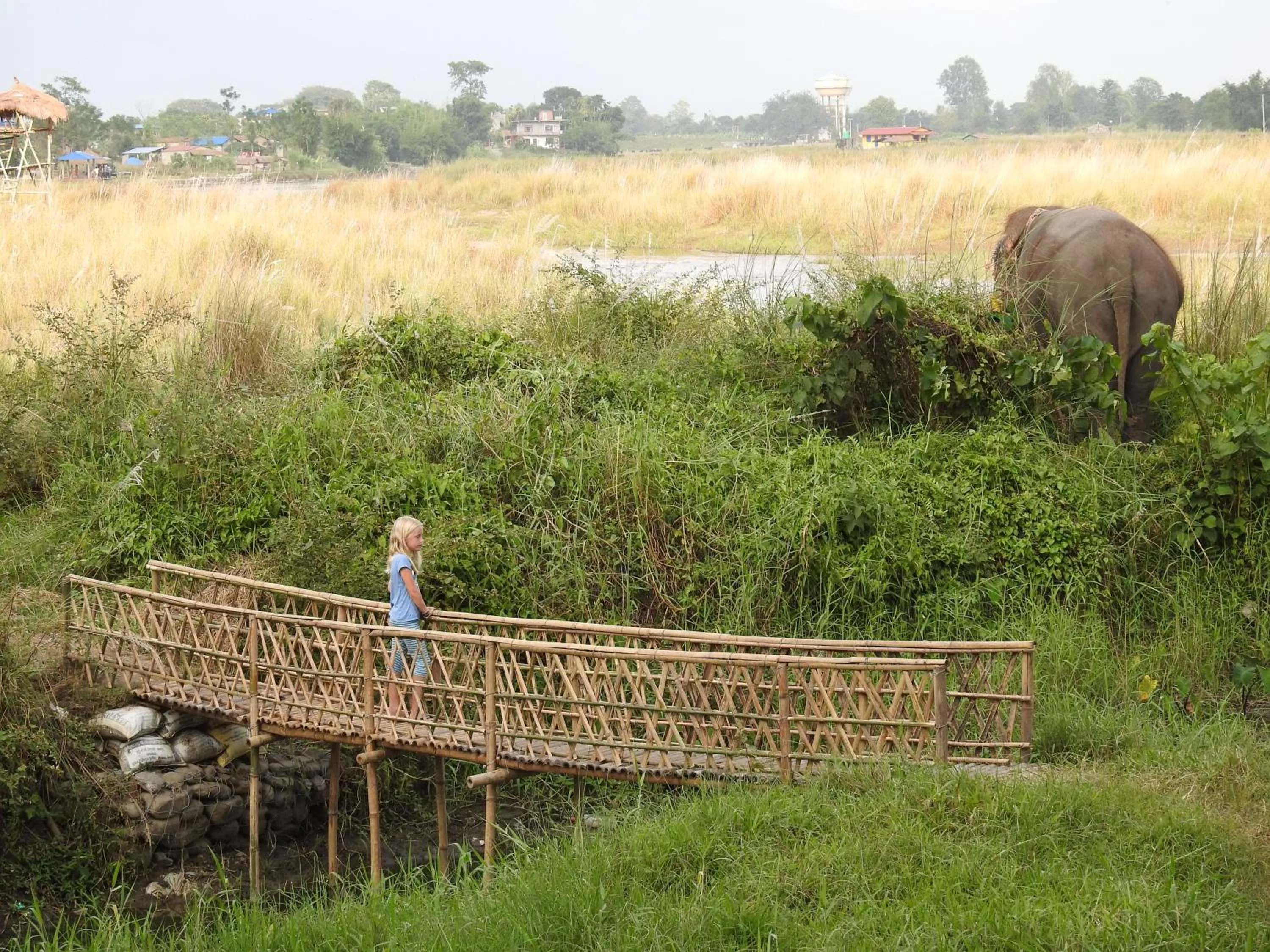 Animals in Sapana Village Lodge