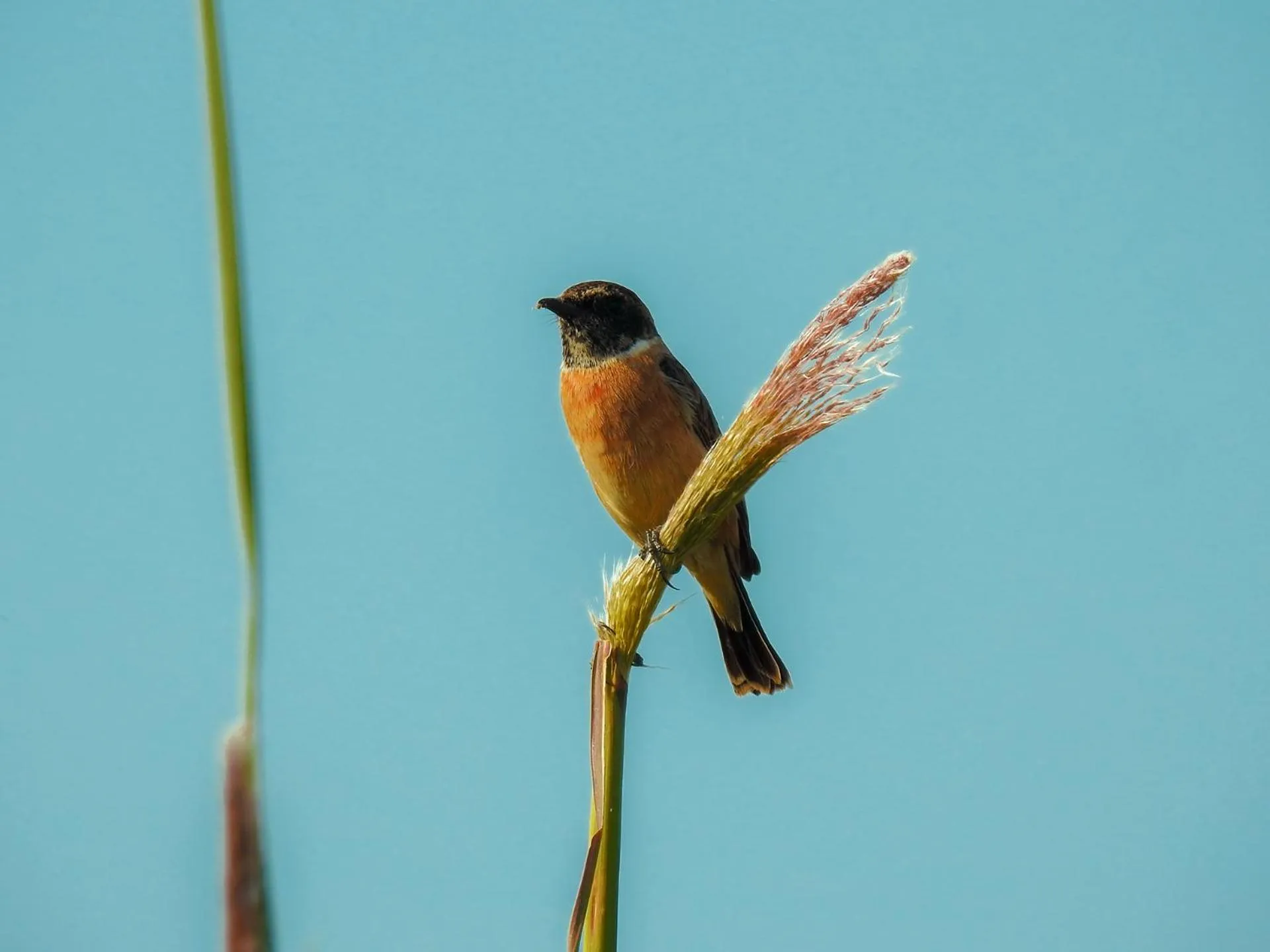 Activities in Sapana Village Lodge