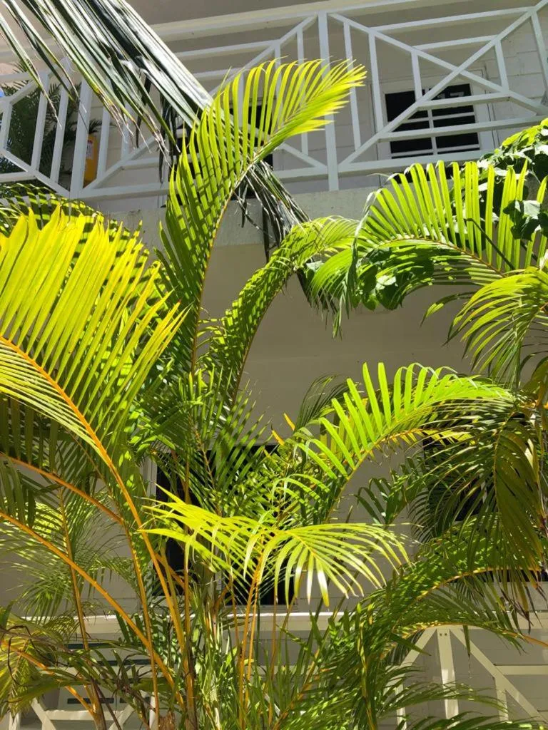 Garden in Le Castel Blanc Hotel Boutique