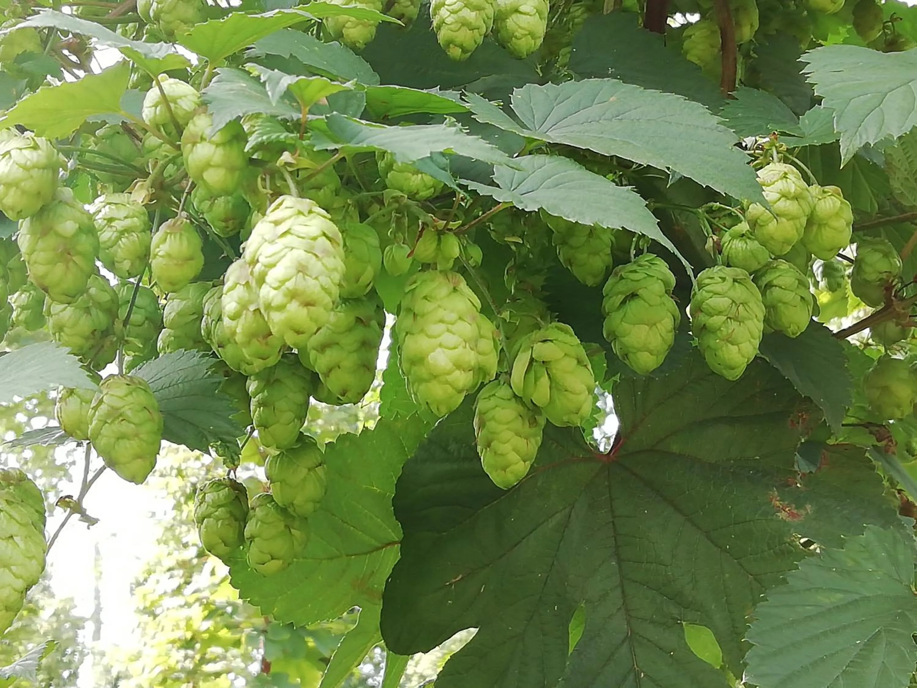 Natural landscape in Au Bonheur Frontalier