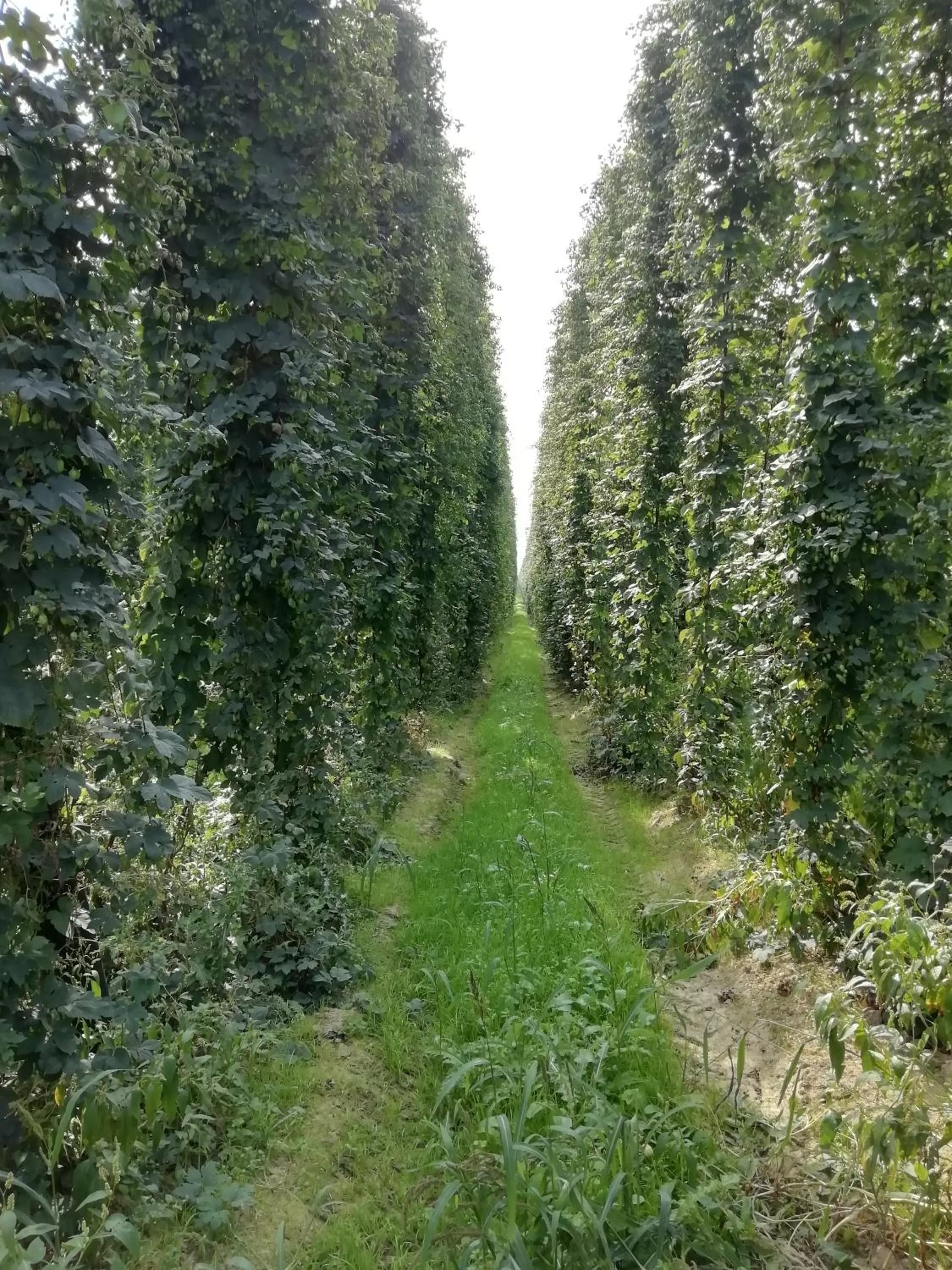 Natural landscape in Au Bonheur Frontalier