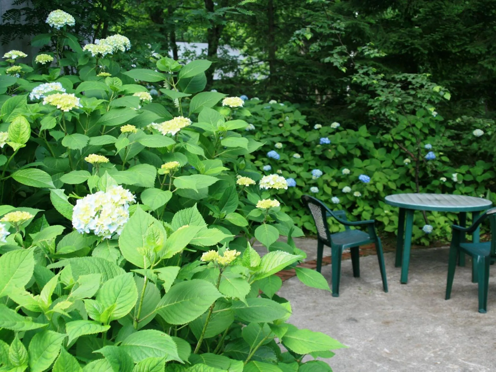 Garden in Hotel Abest Happo Aldea