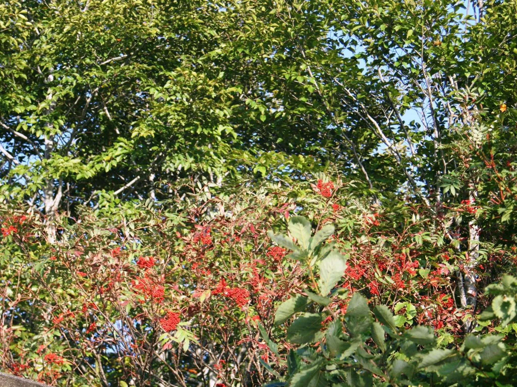 Off site in Hotel Abest Happo Aldea