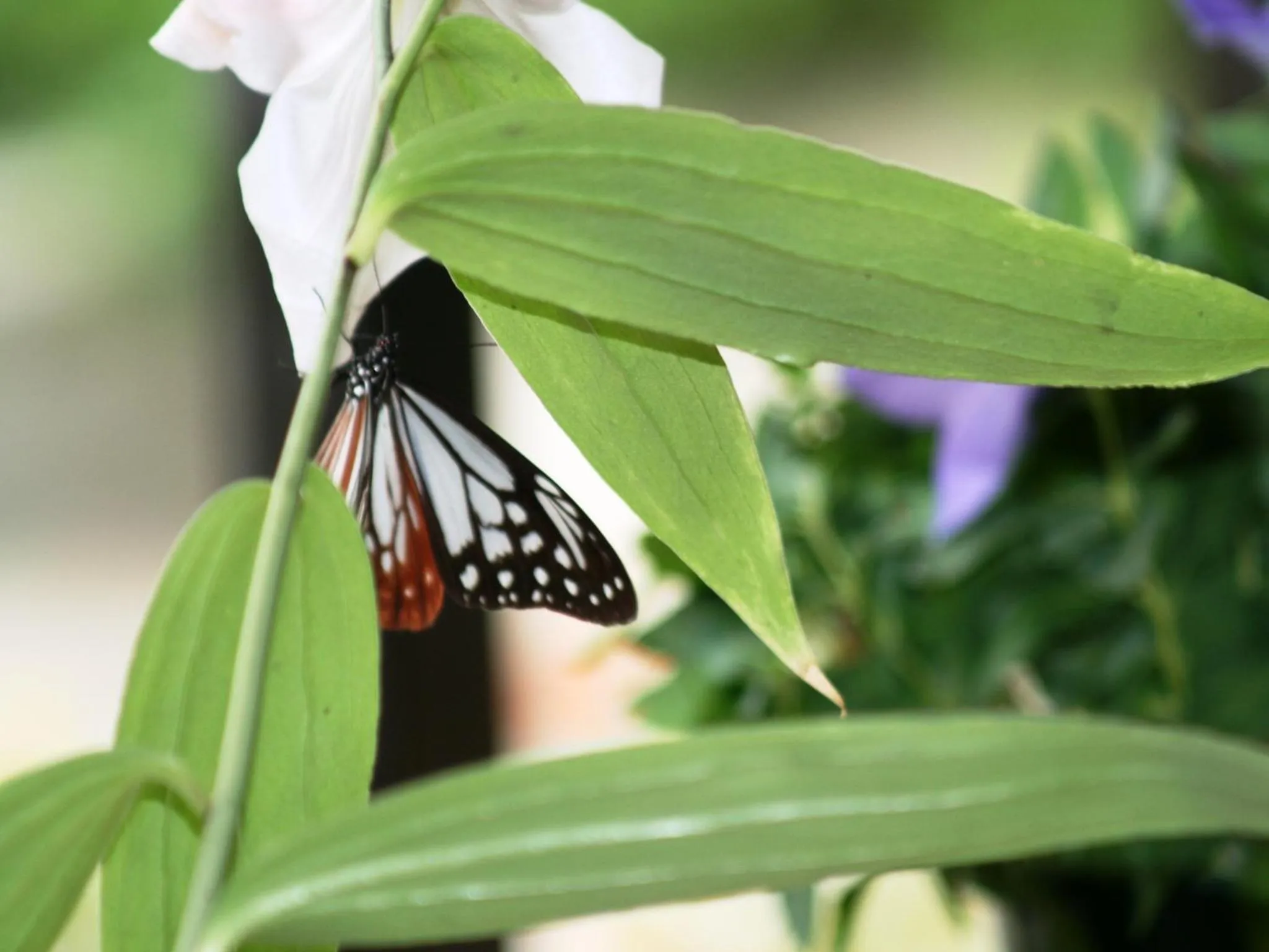 Off site in Hotel Abest Happo Aldea