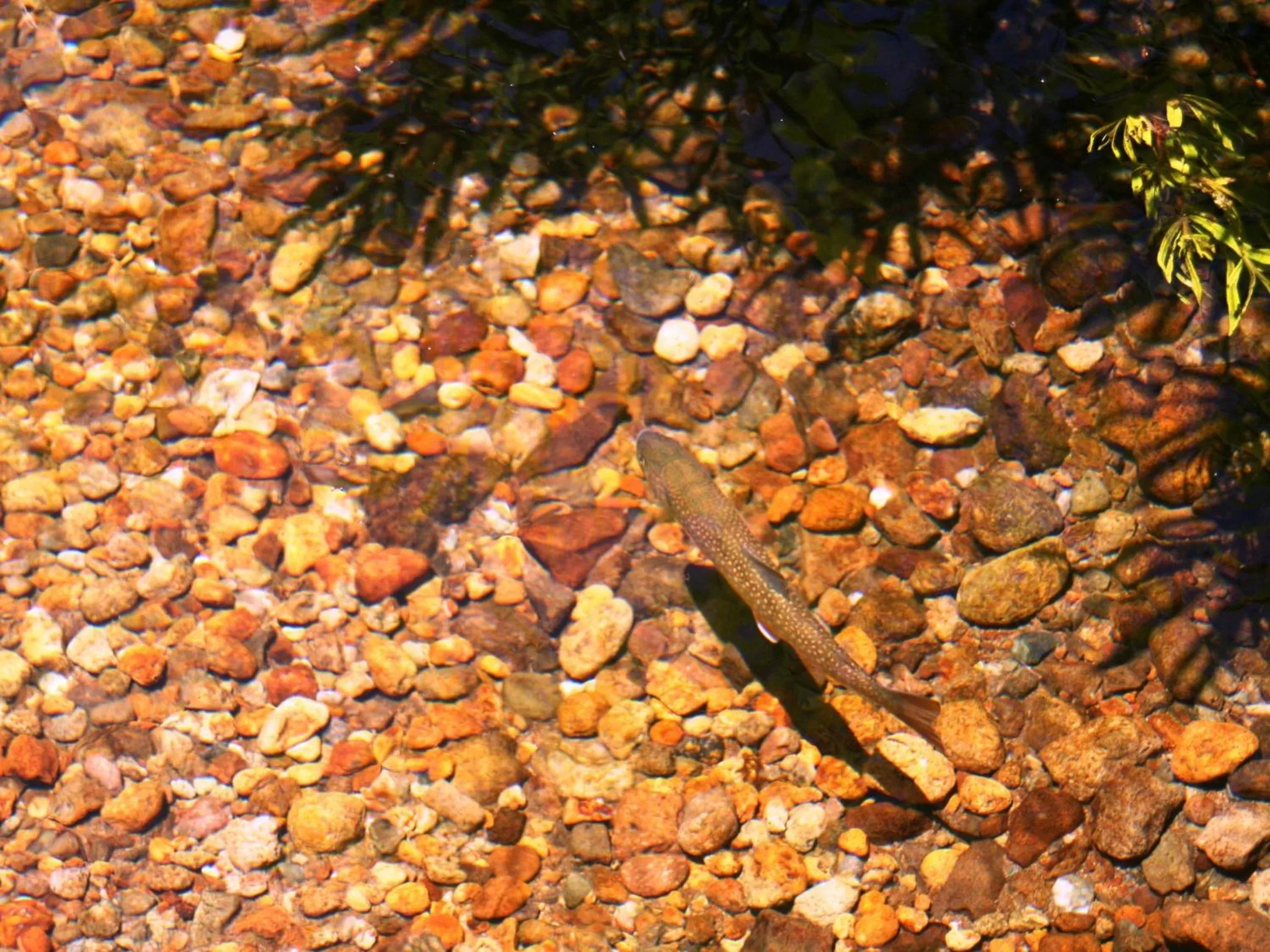 Off site in Hotel Abest Happo Aldea