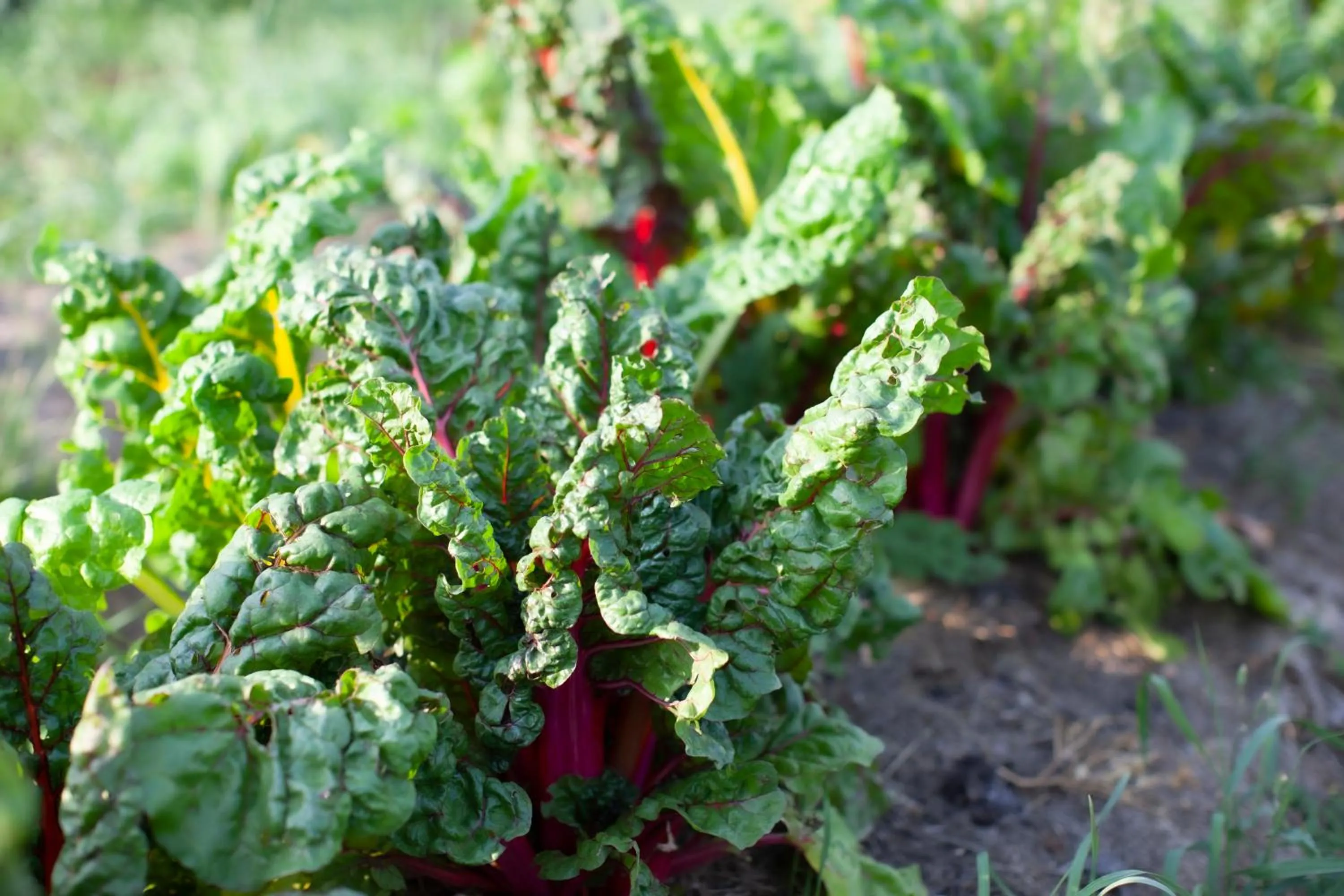 Garden in Three Pheasants Boutique Bed and Breakfast