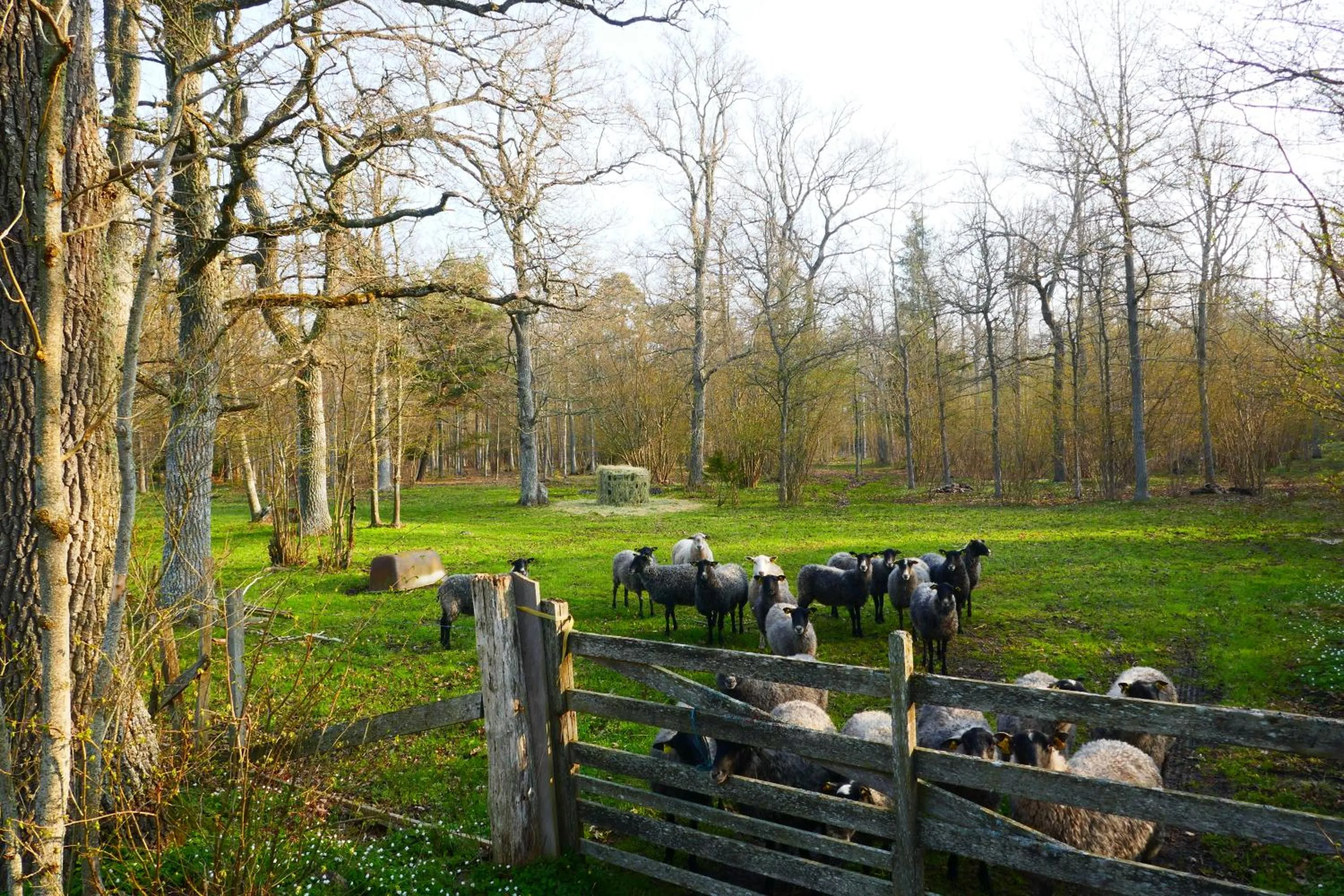 Animals in Three Pheasants Boutique Bed and Breakfast