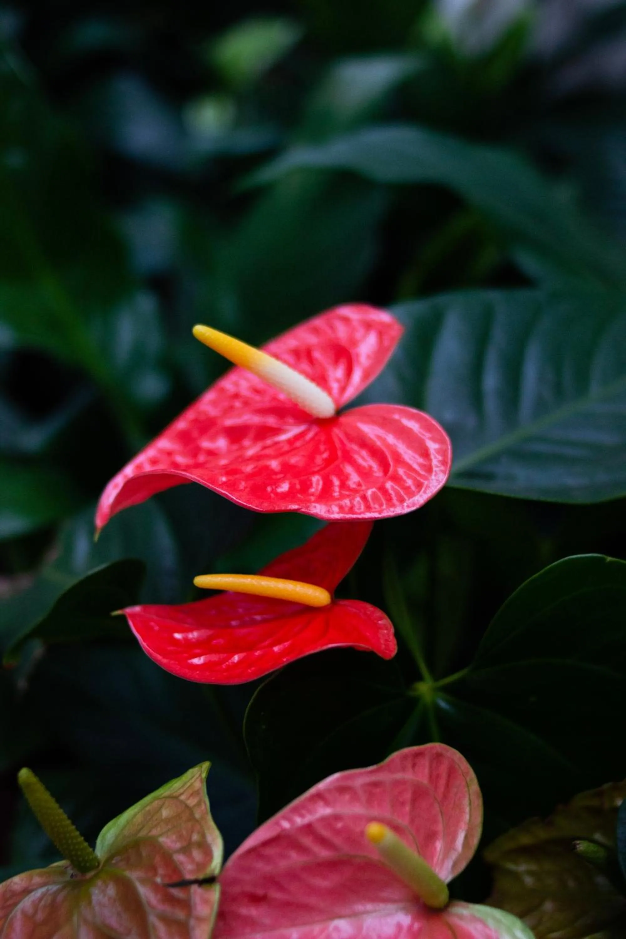 Garden view in Pousada Villa Real