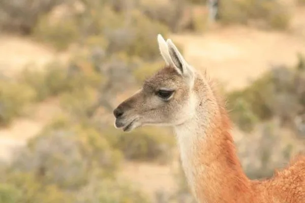 Other in Del Nomade Hosteria Ecologica