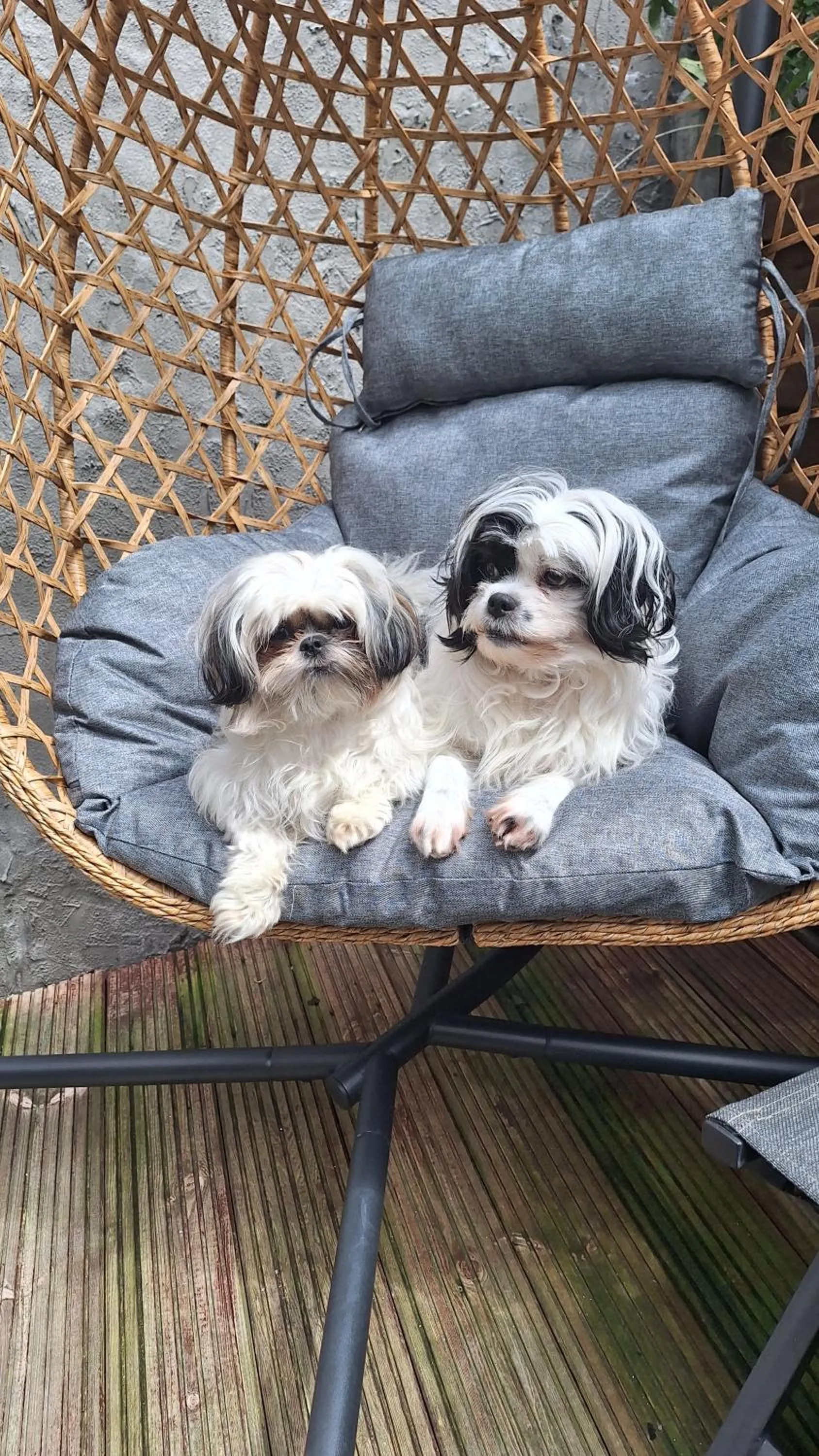 Pets in "Chez Ba'Nus"