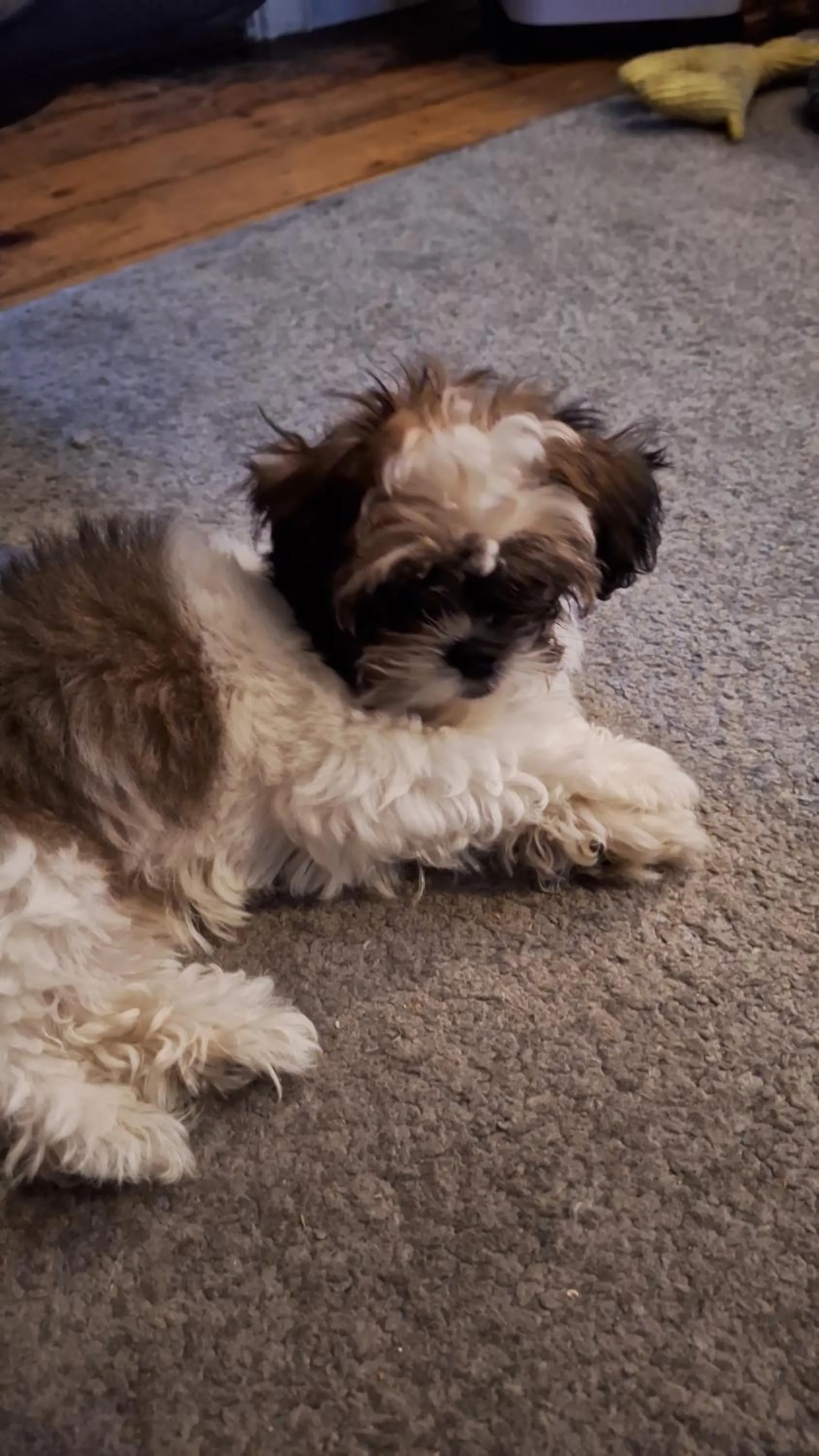 Pets in "Chez Ba'Nus"