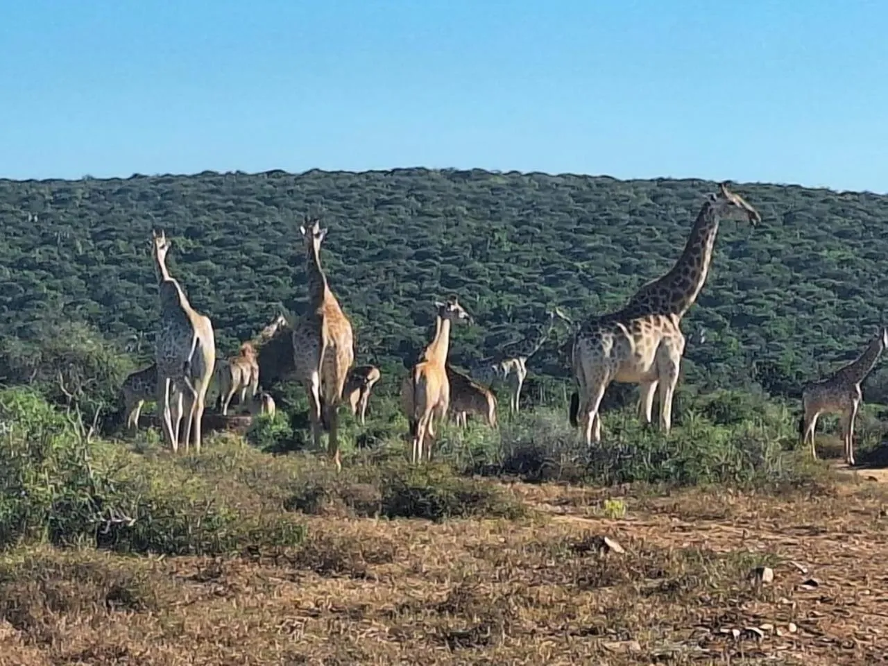 Animals in Kudu Ridge Game Lodge