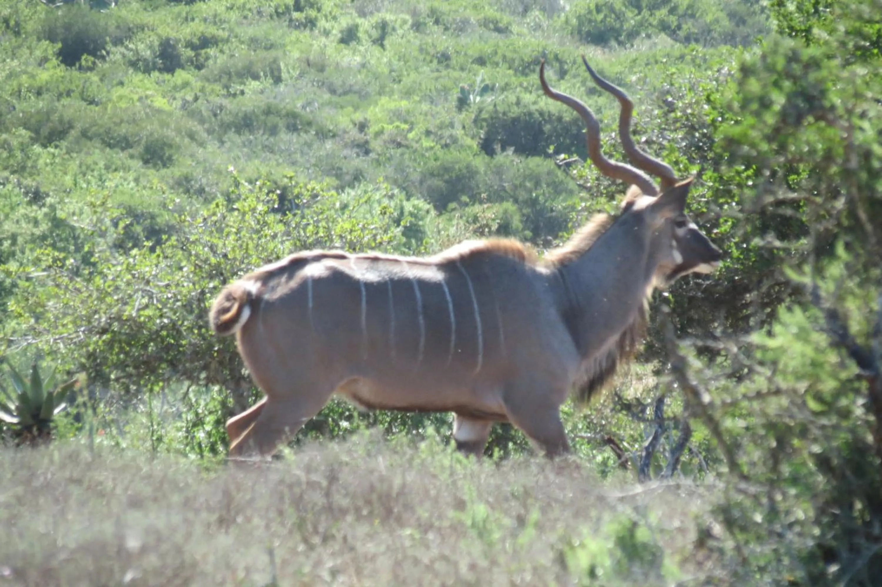 Animals in Kudu Ridge Game Lodge