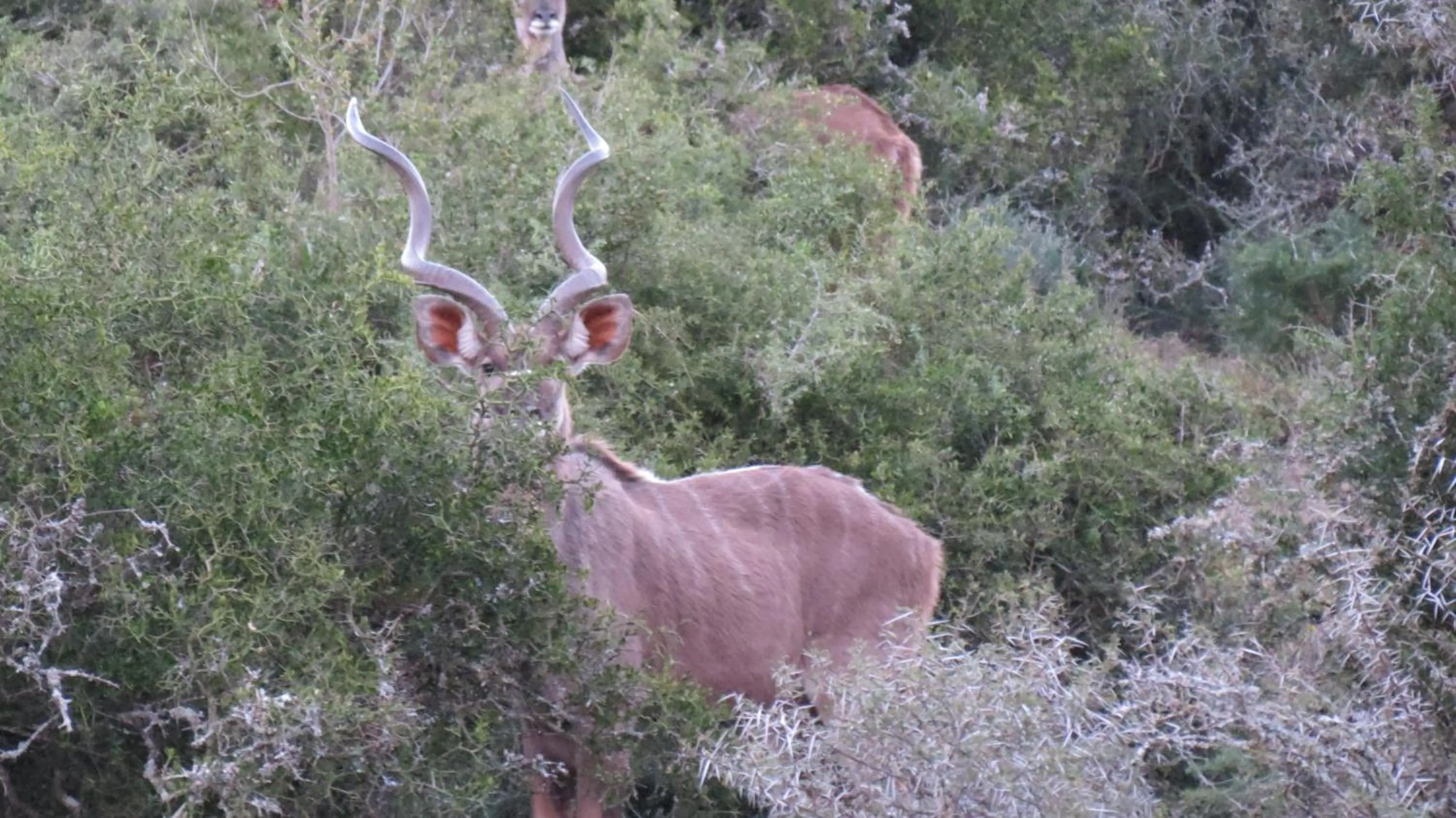 Animals in Kudu Ridge Game Lodge