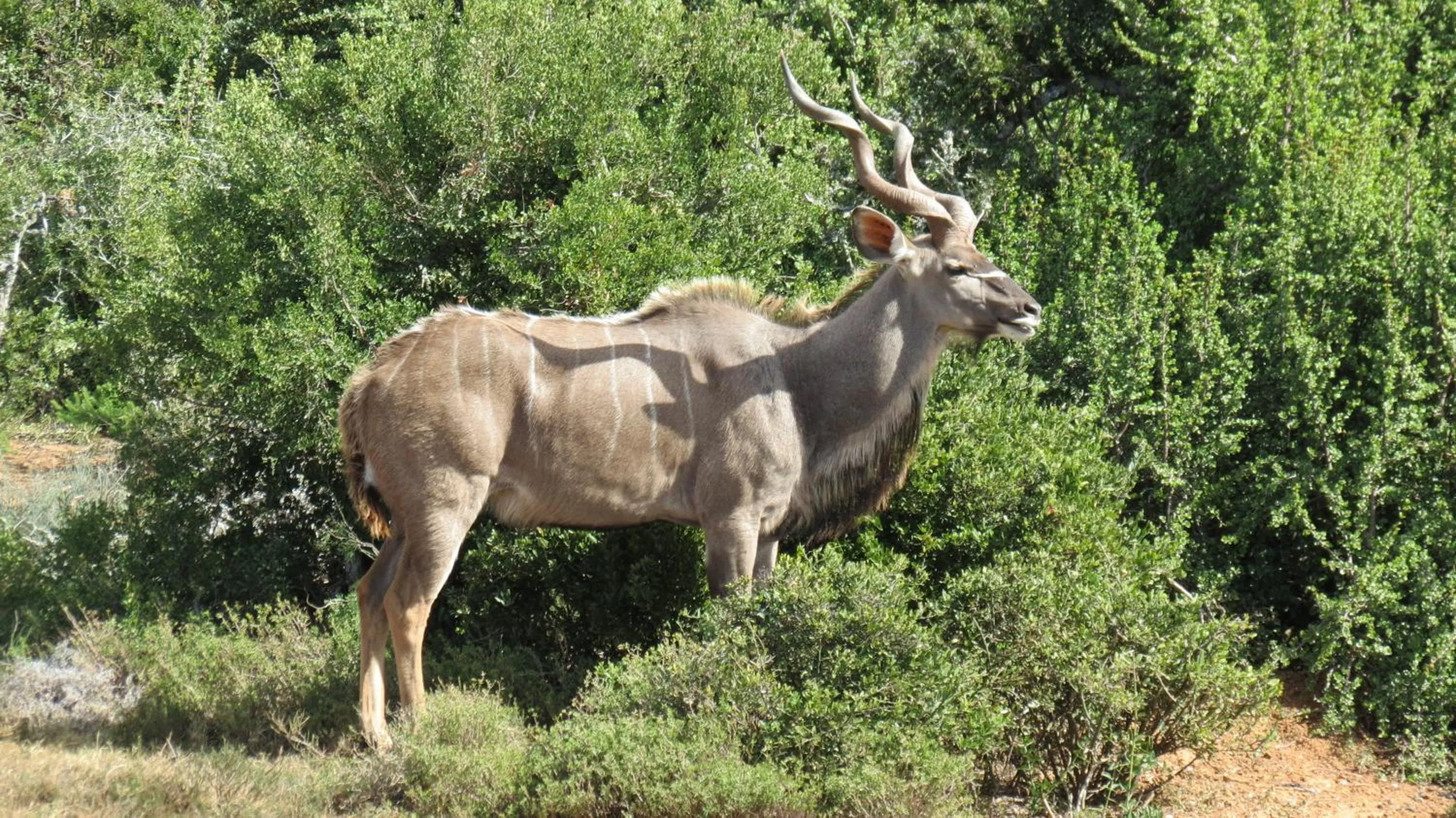 Animals in Kudu Ridge Game Lodge