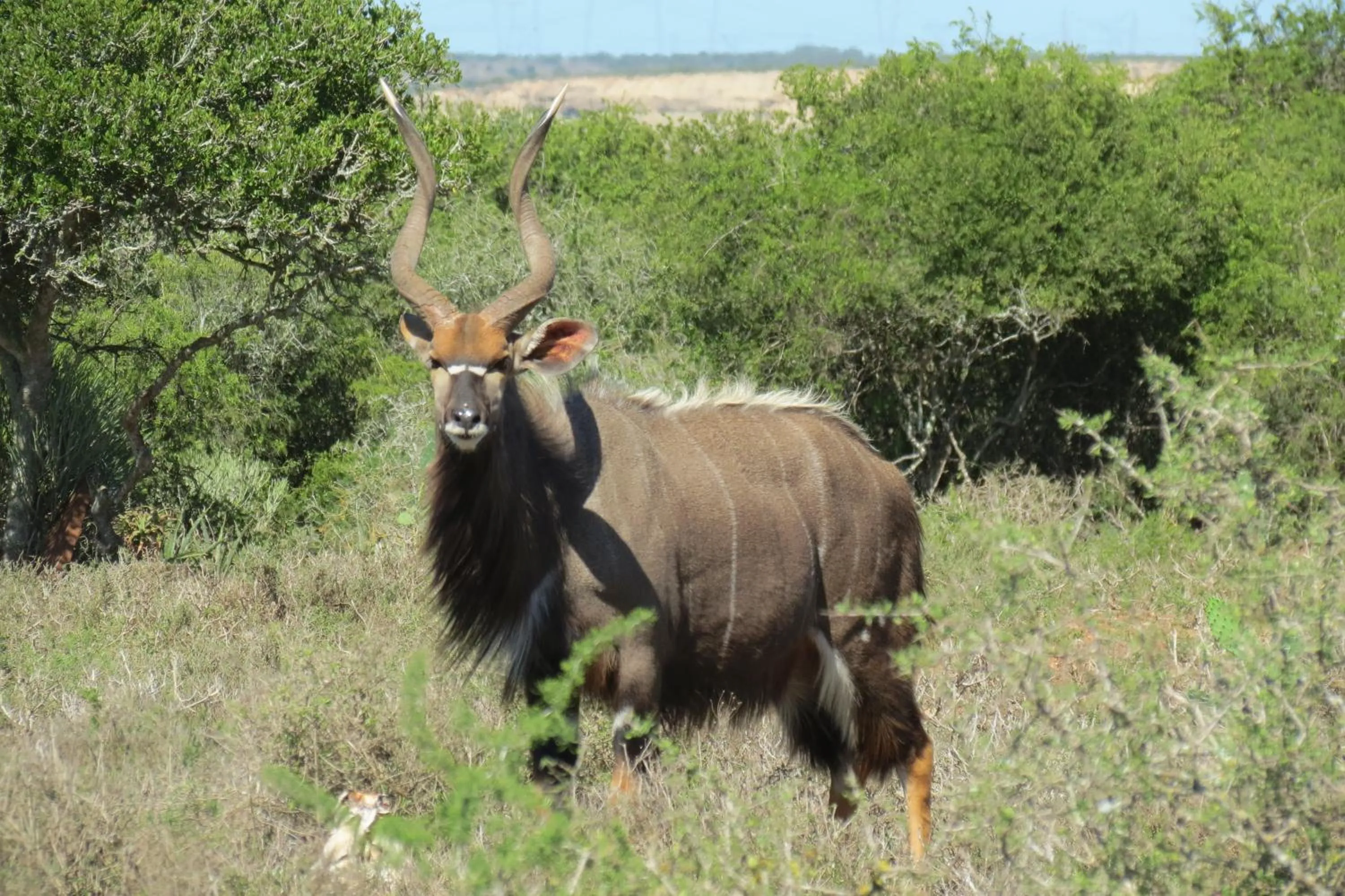 Animals in Kudu Ridge Game Lodge