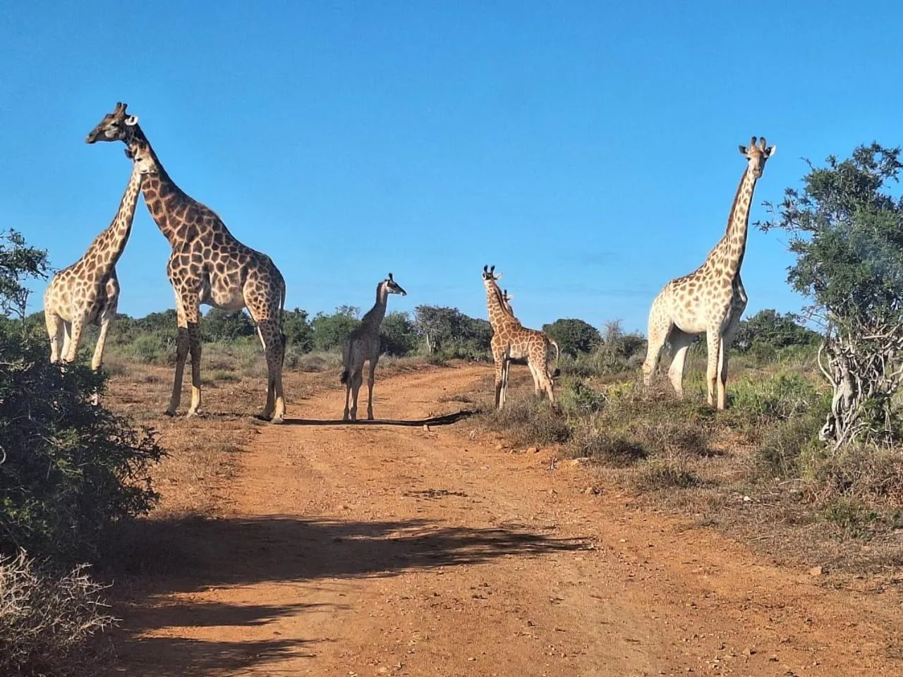 Animals in Kudu Ridge Game Lodge