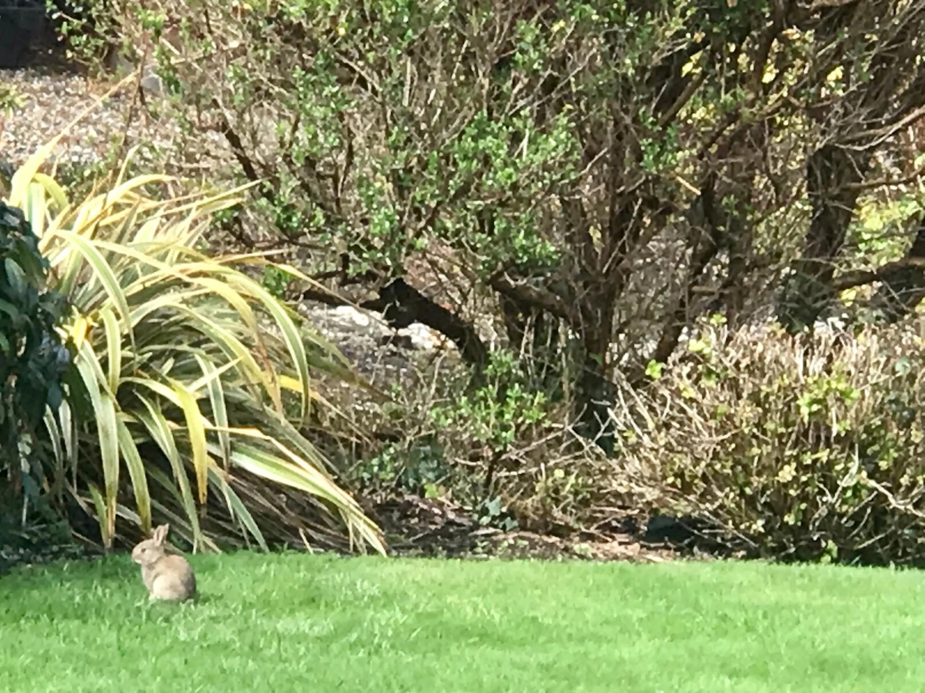 View (from property/room) in Niblick