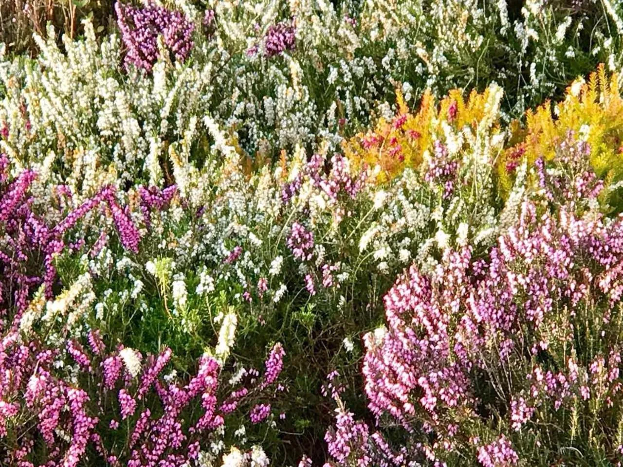 Seating area in Niblick