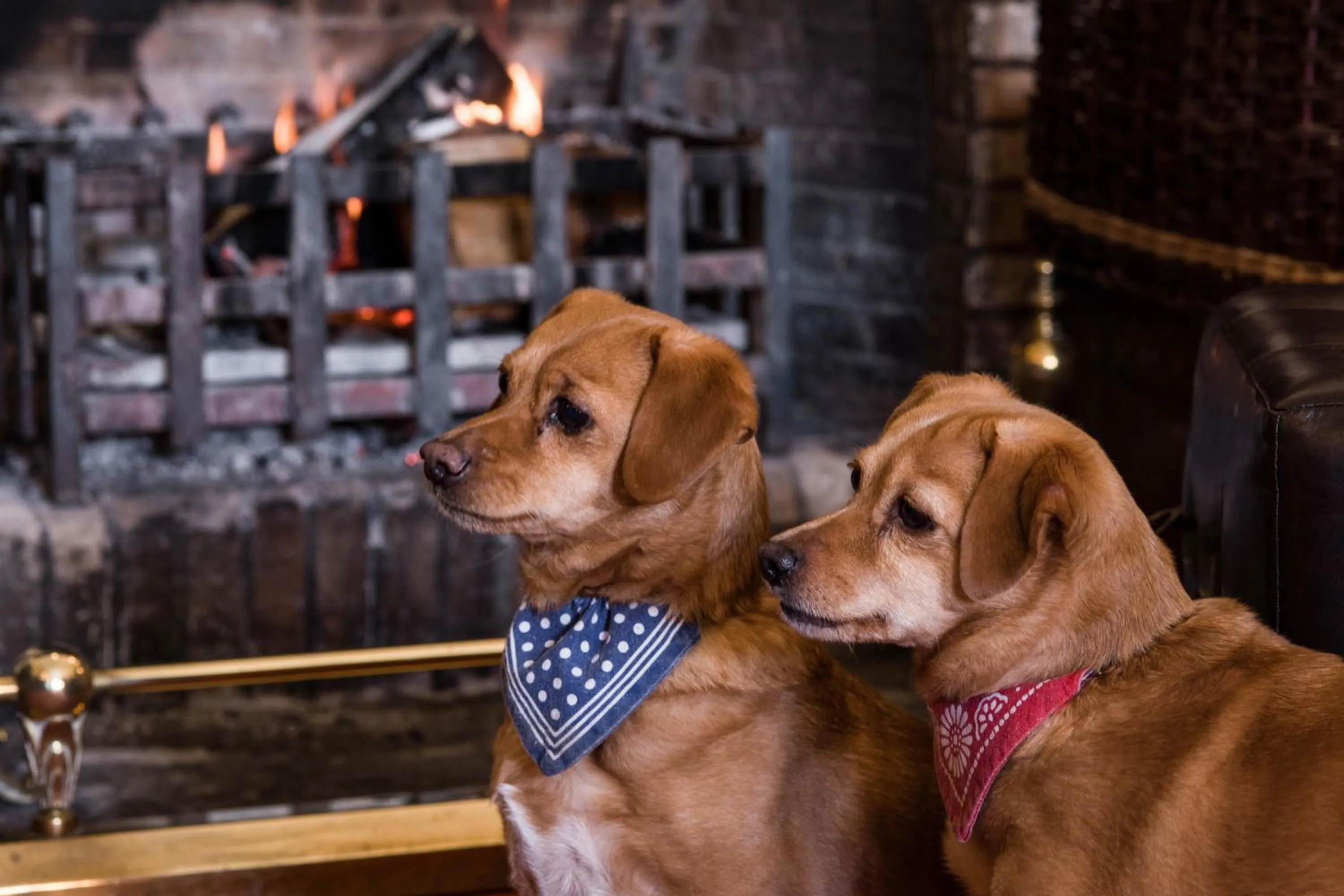 Pets in Cringletie House